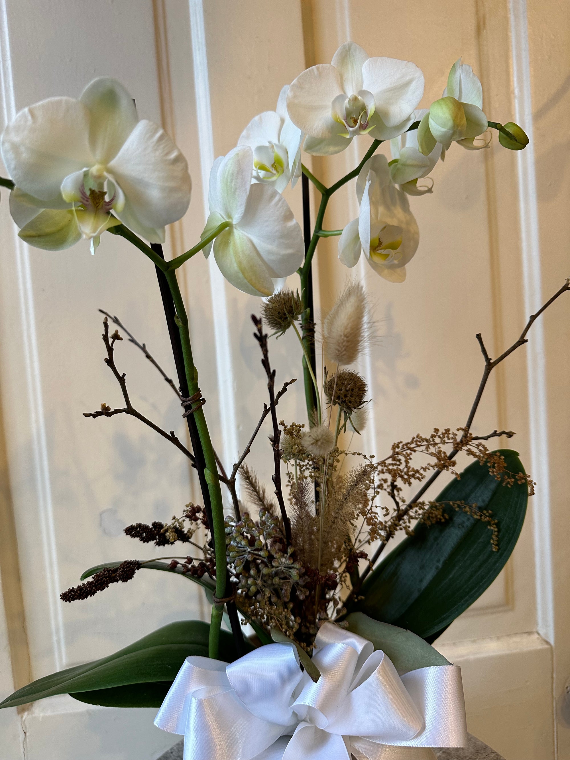 everlasting orchid