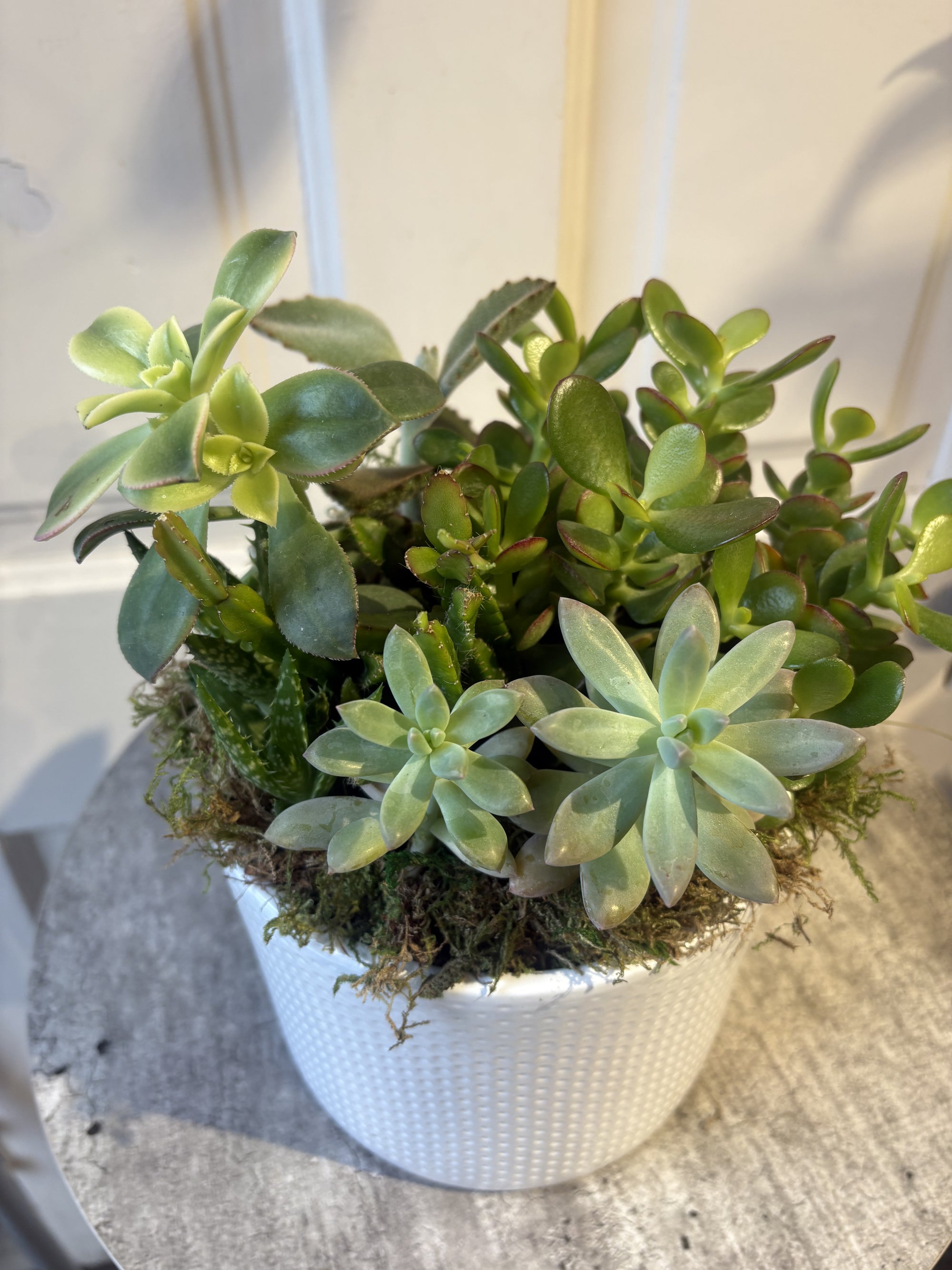 succulent desk garden