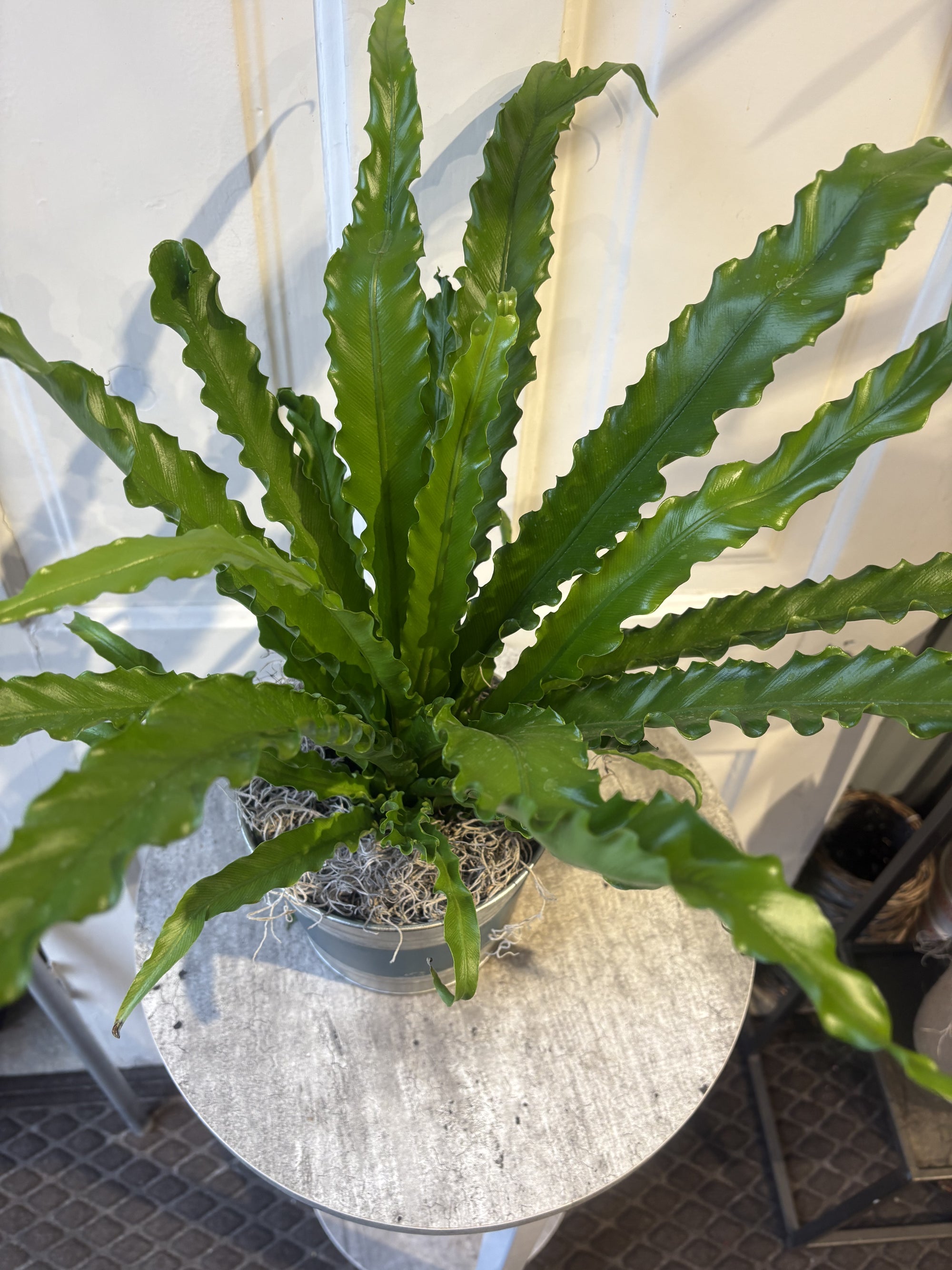 bird nest fern houseplant birds nest fern
