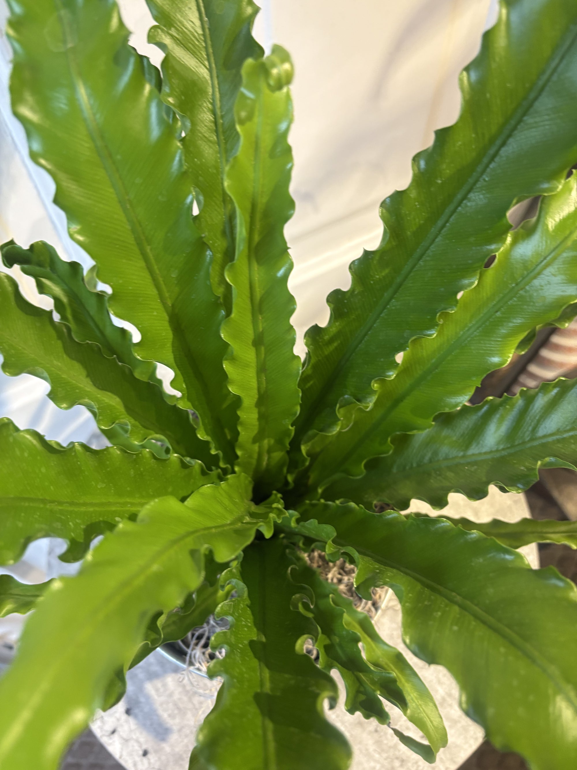 birds nest fern