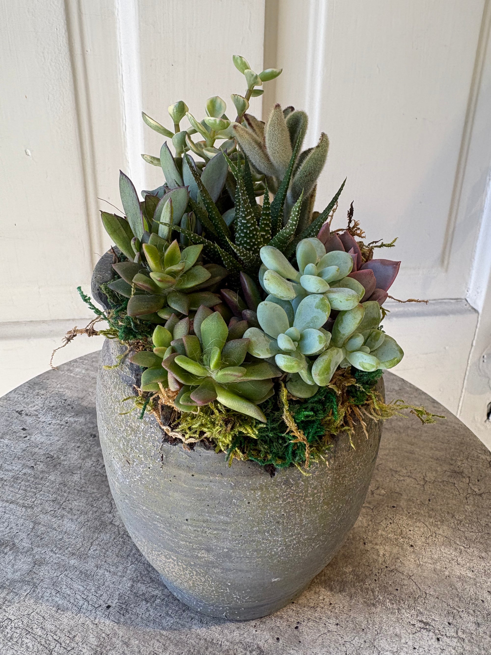succulent garden