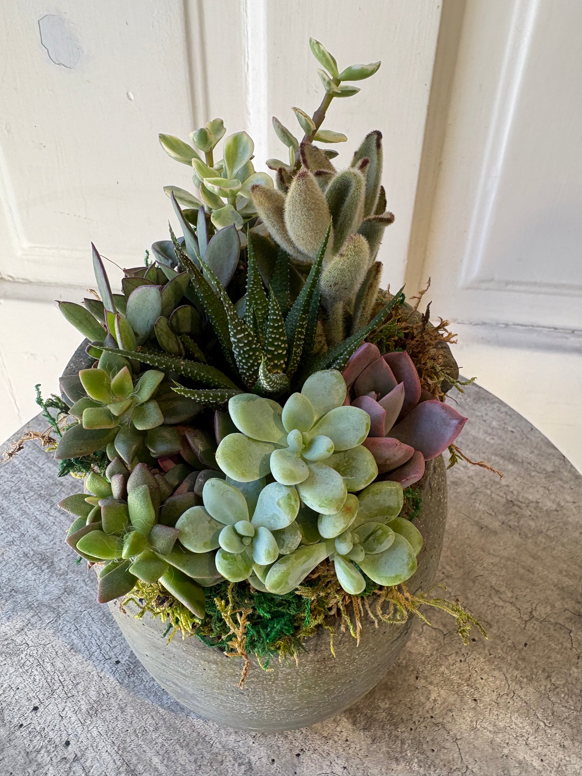 succulent garden