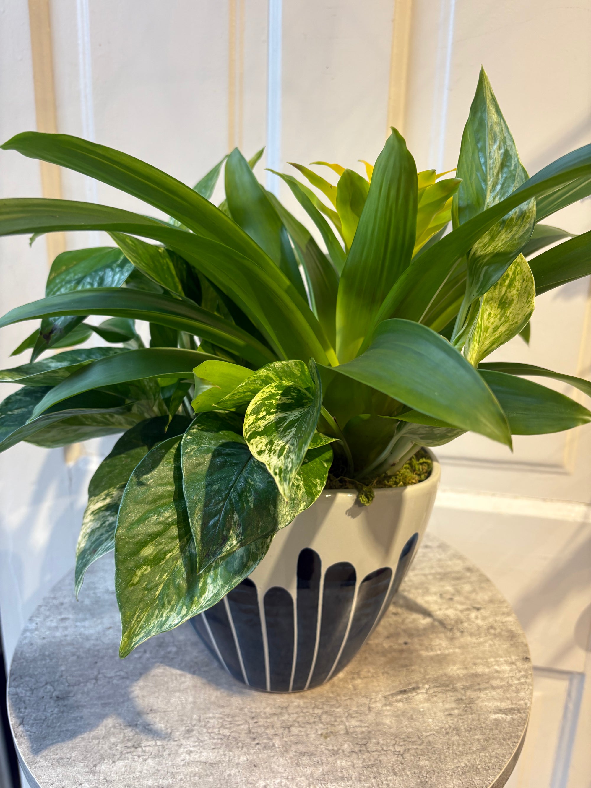 Bromeliad pothos duo