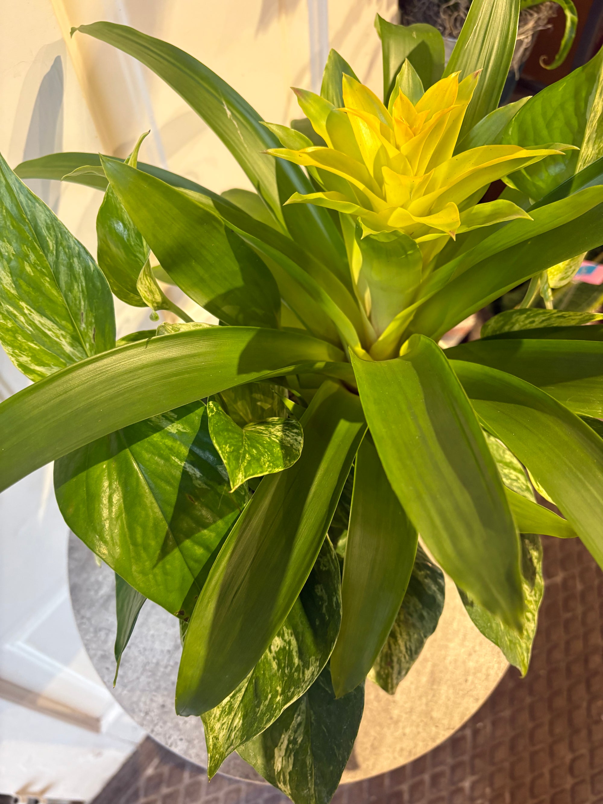 Bromeliad pothos duo