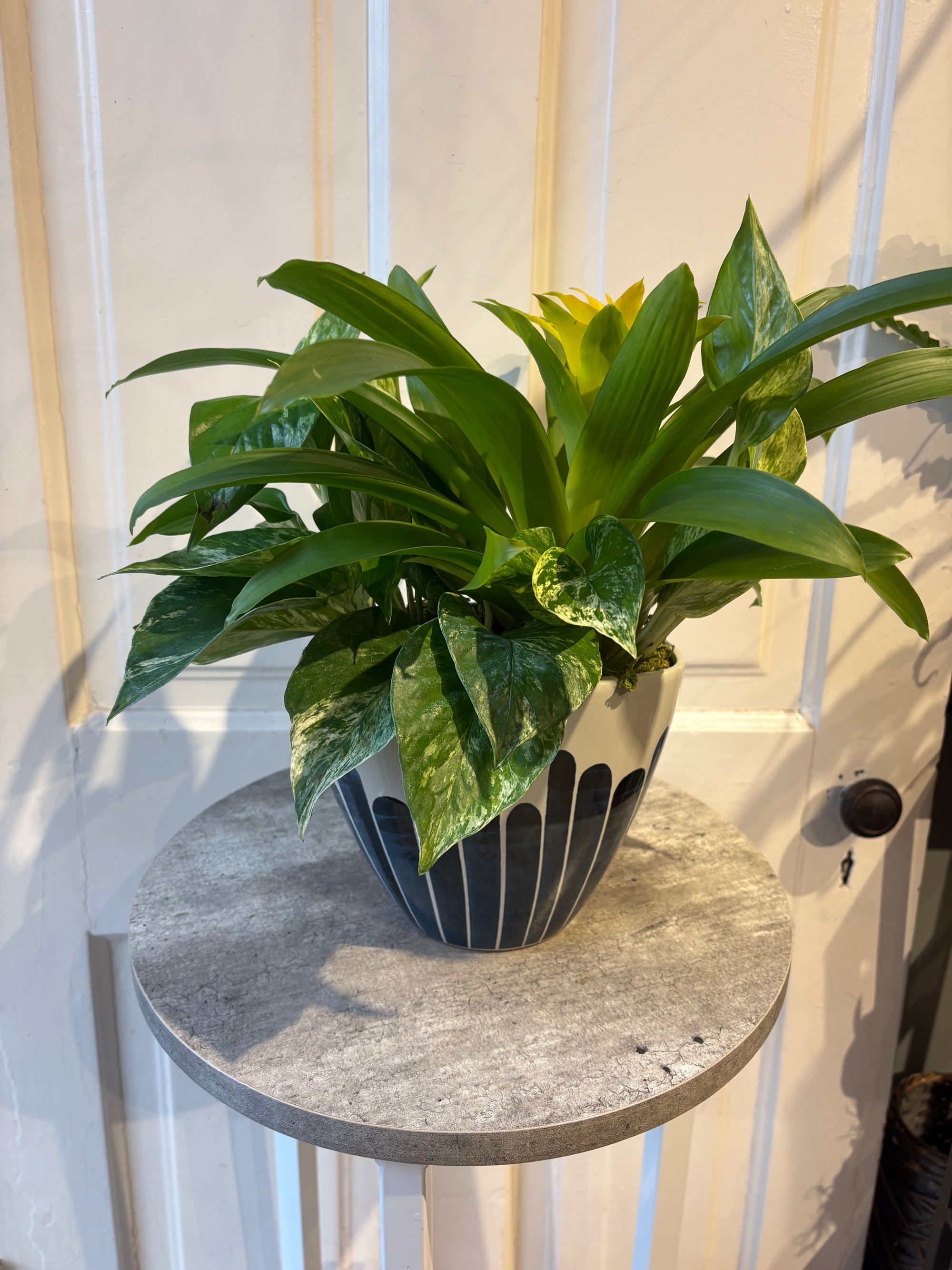 Bromeliad pothos duo