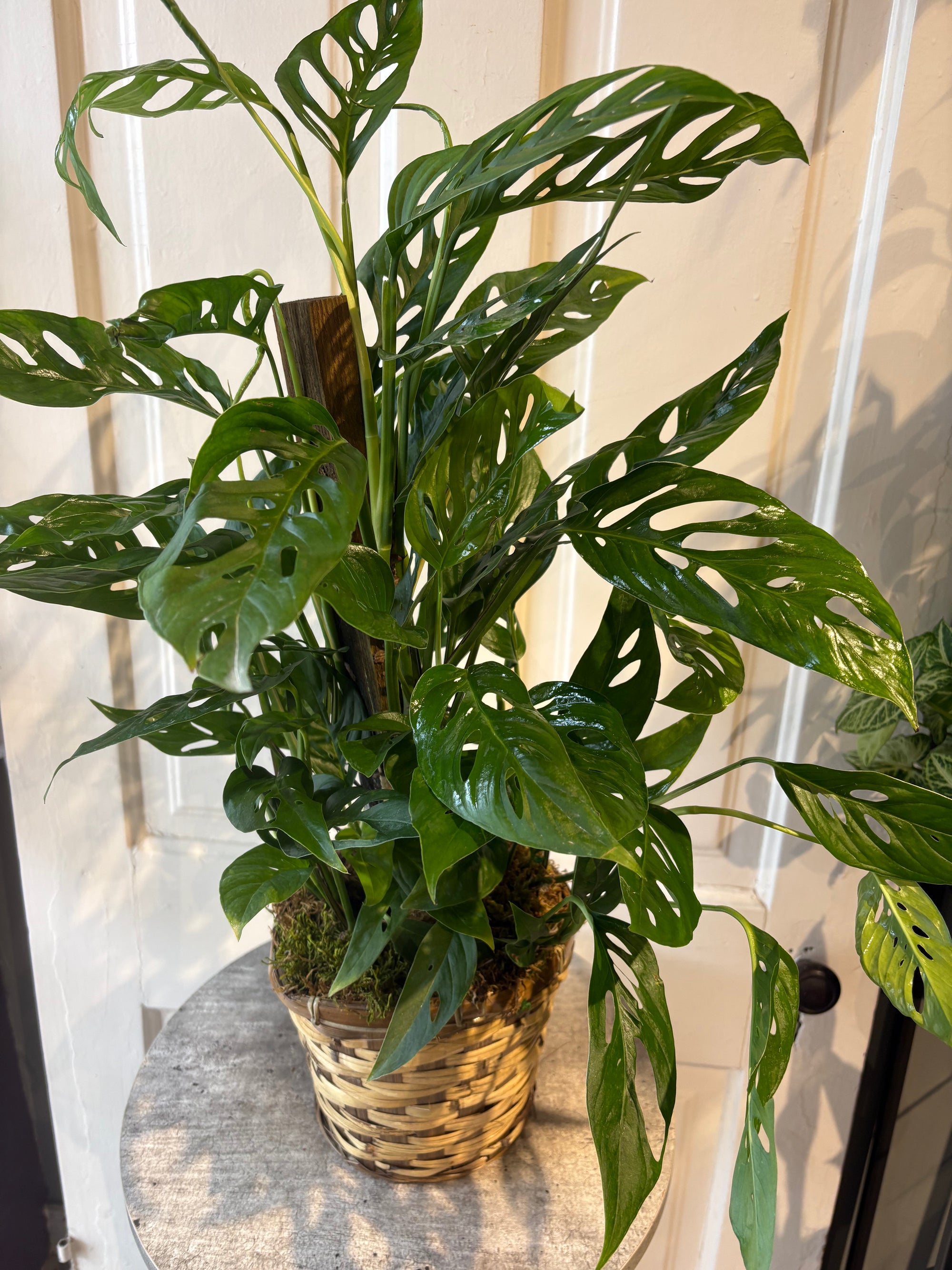 monstera swiss cheese vine