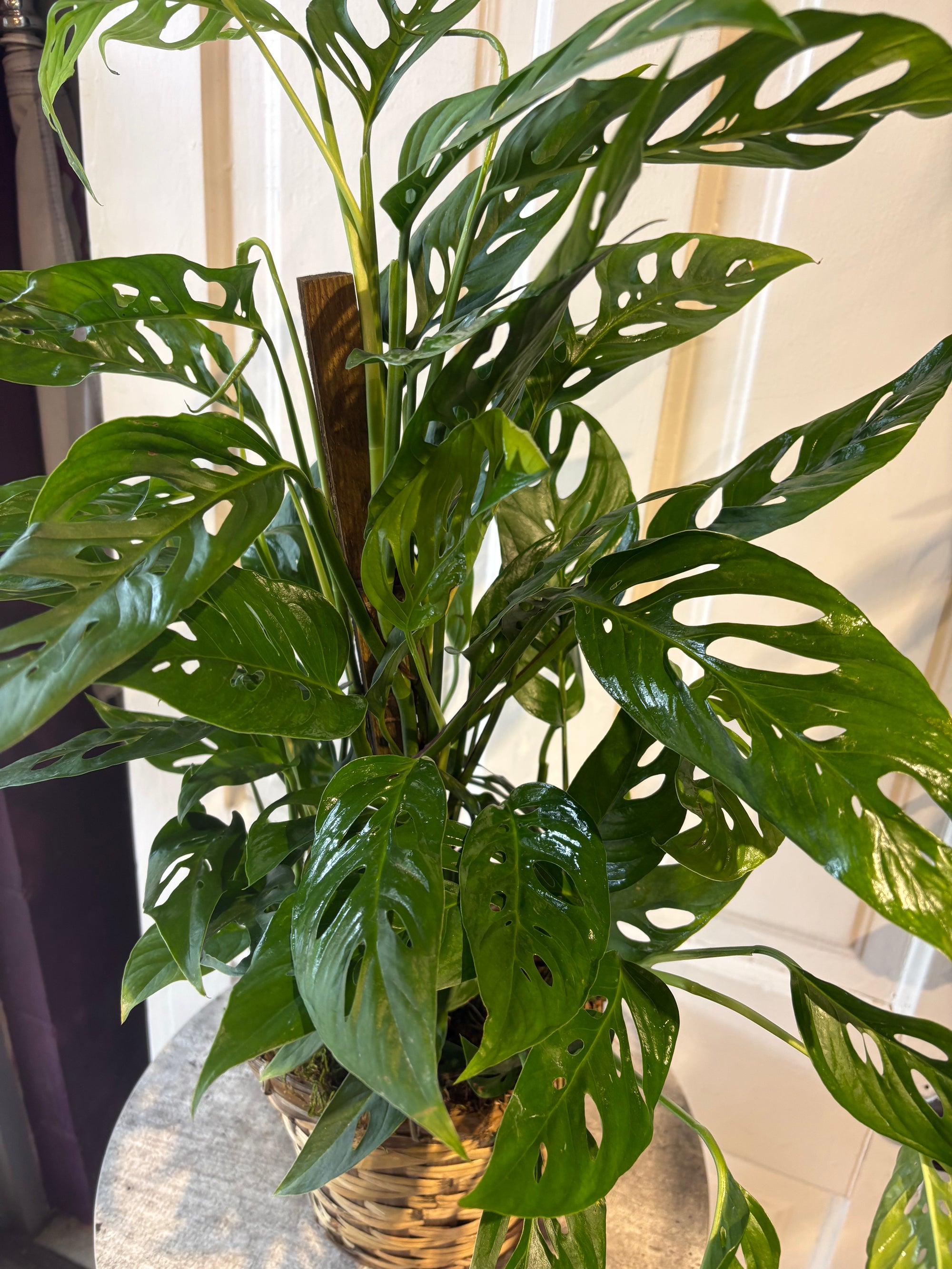 monstera swiss cheese vine
