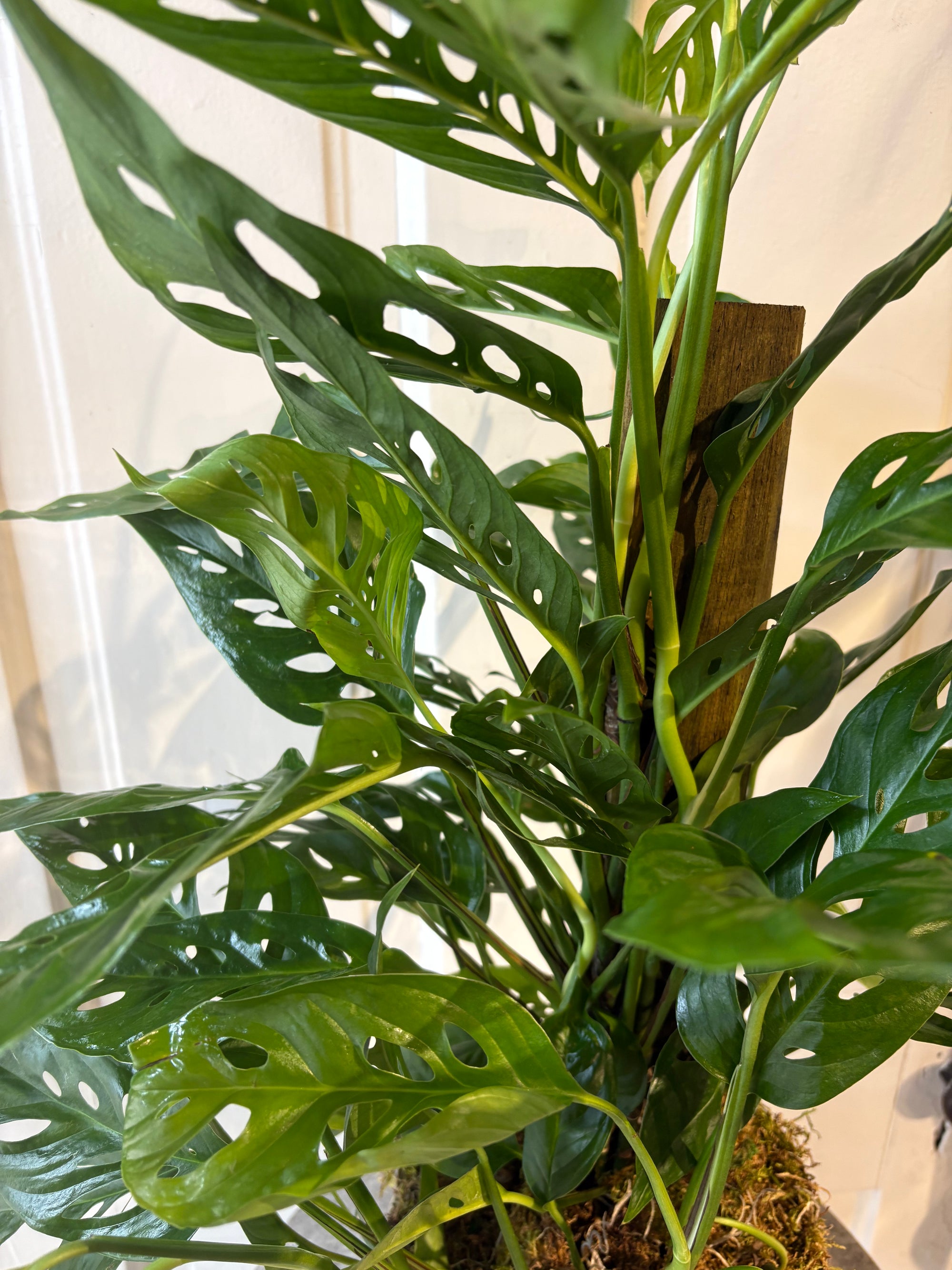 monstera swiss cheese vine