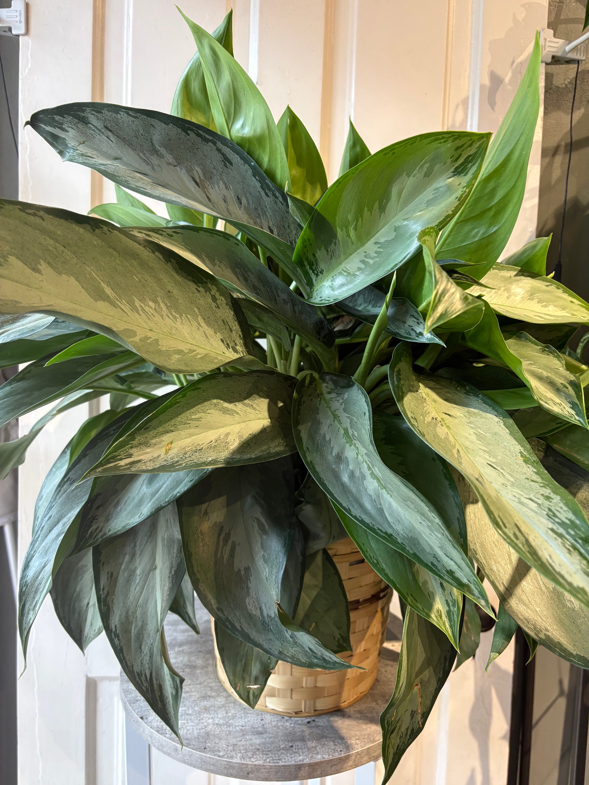 aglaonema