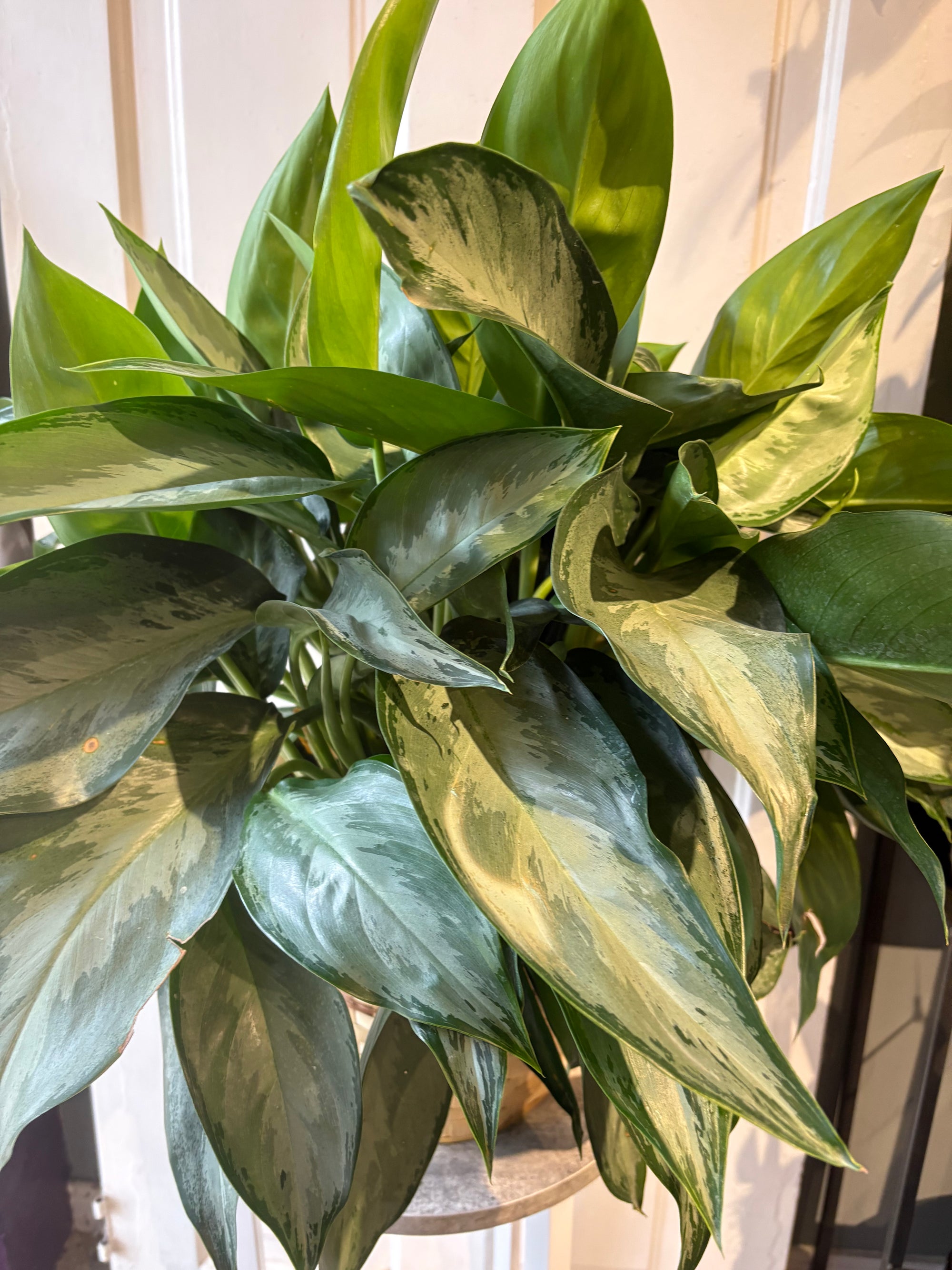 aglaonema