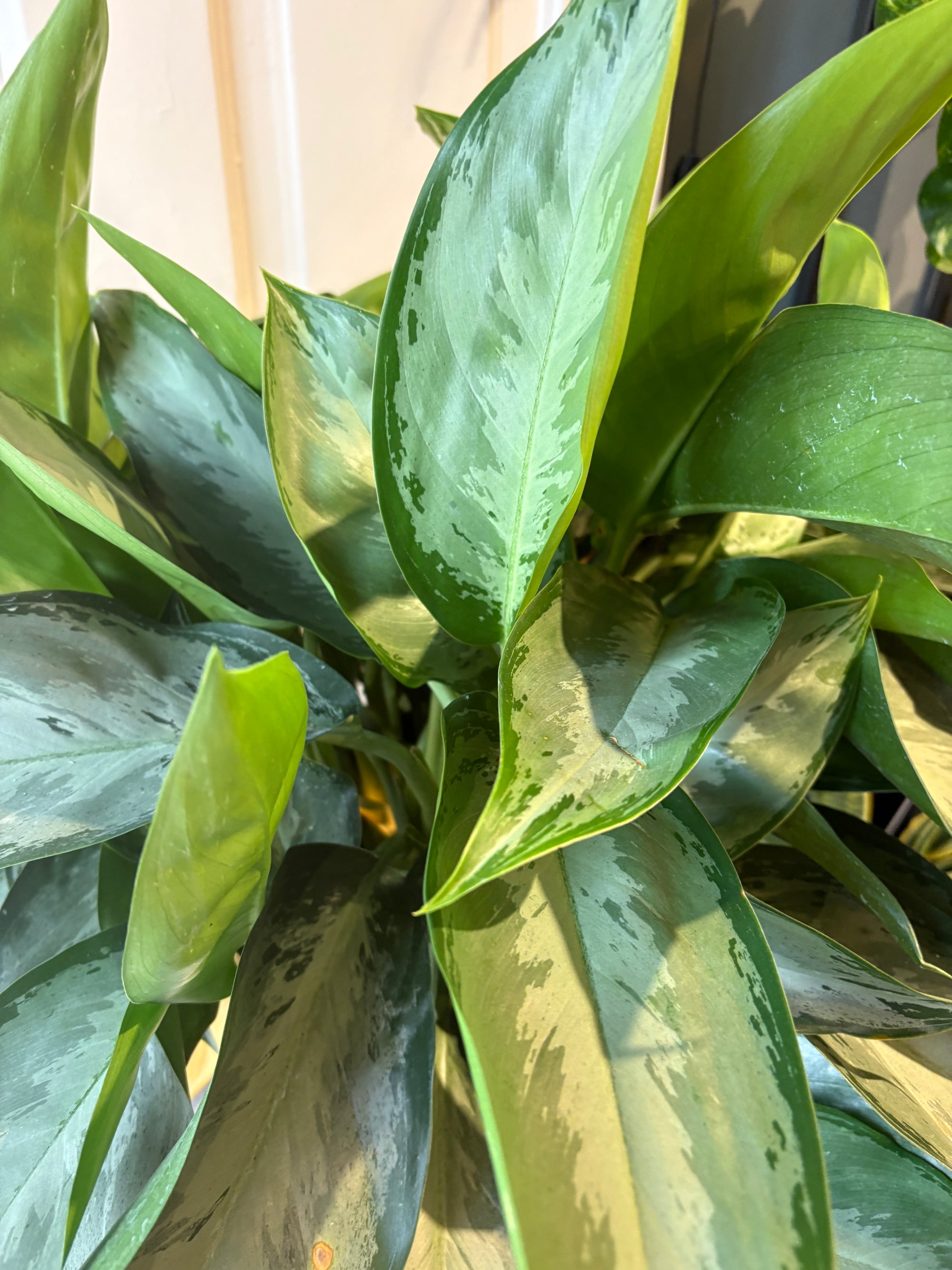 aglaonema