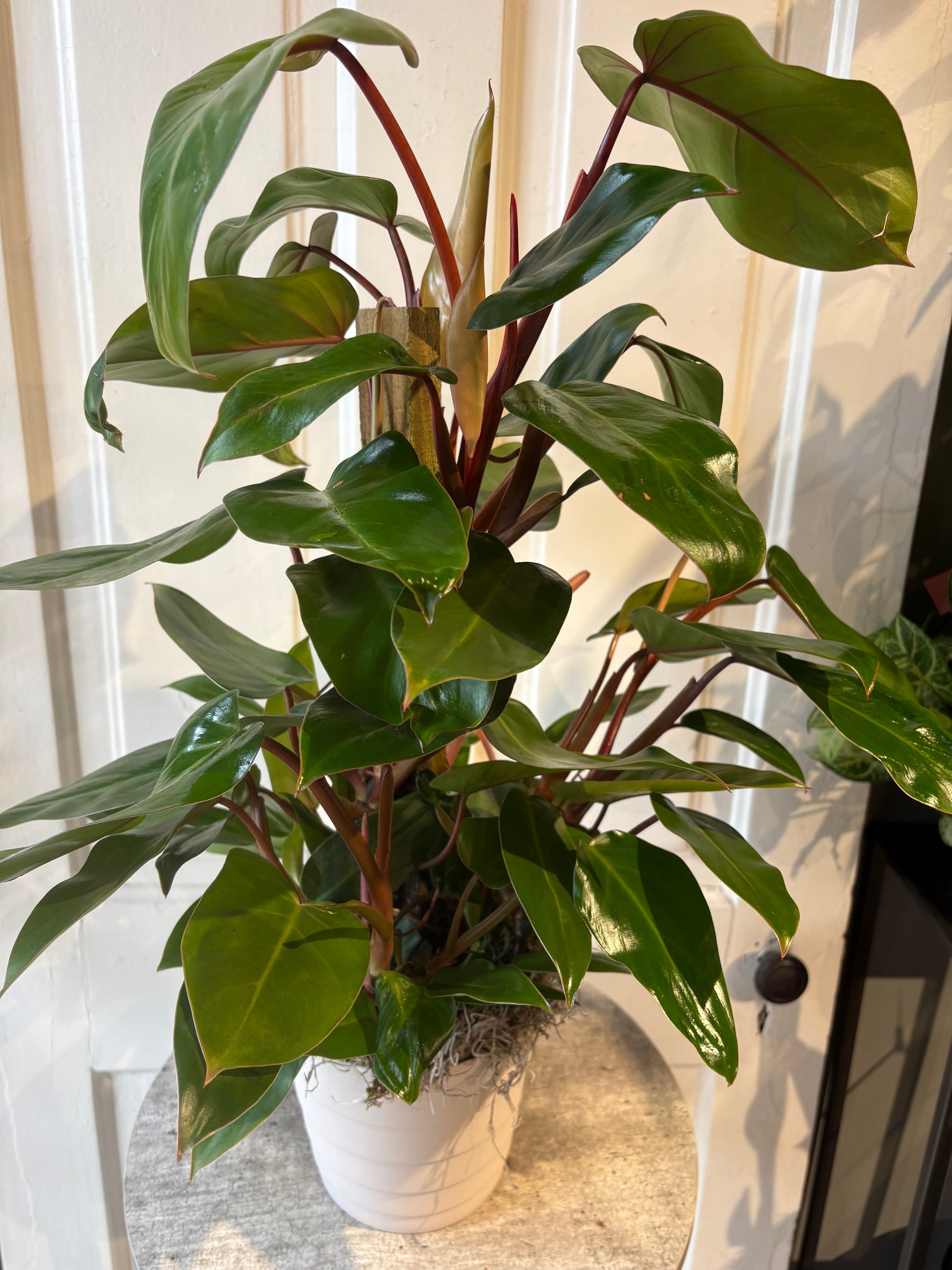 philodendron