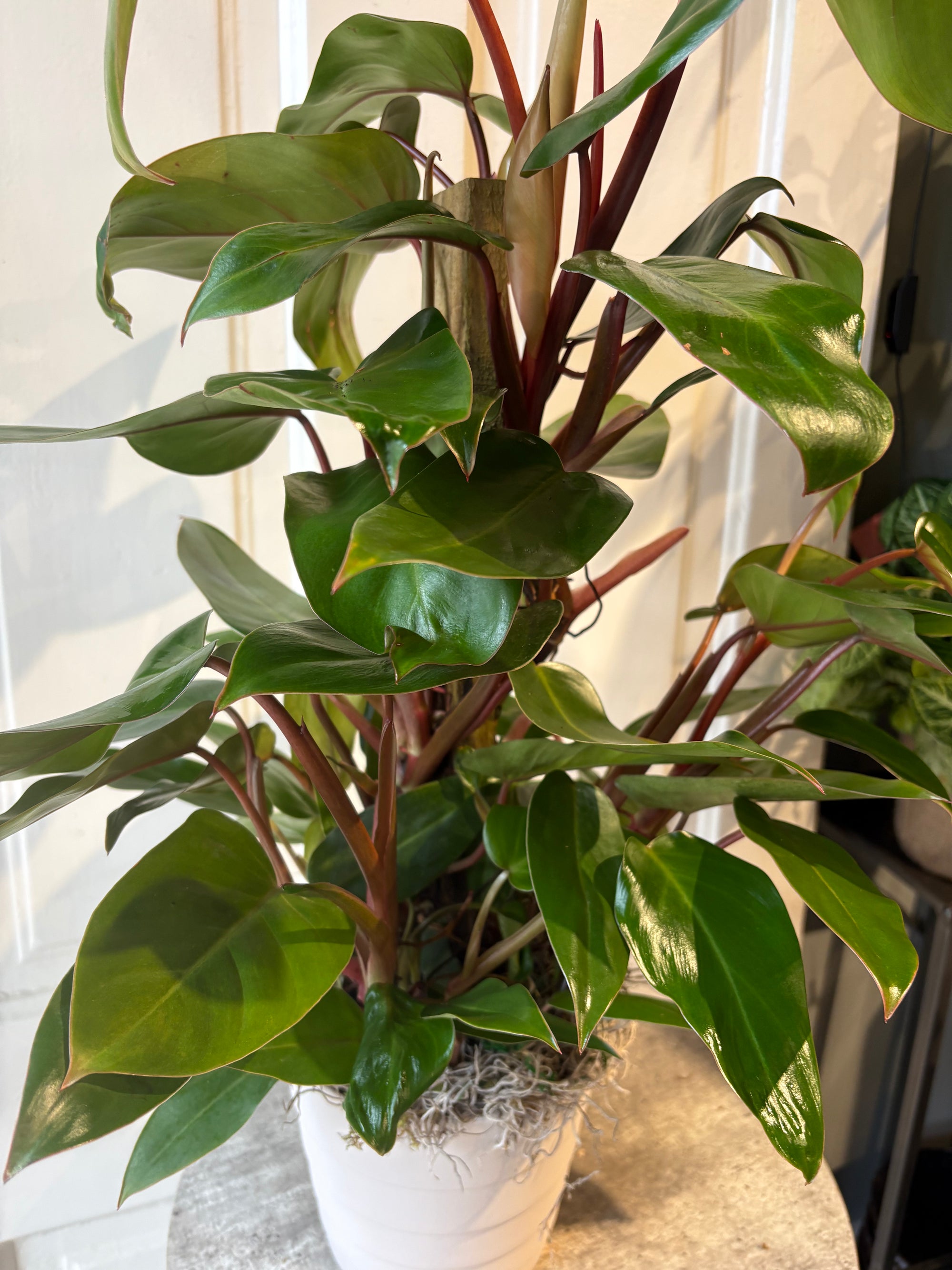 philodendron