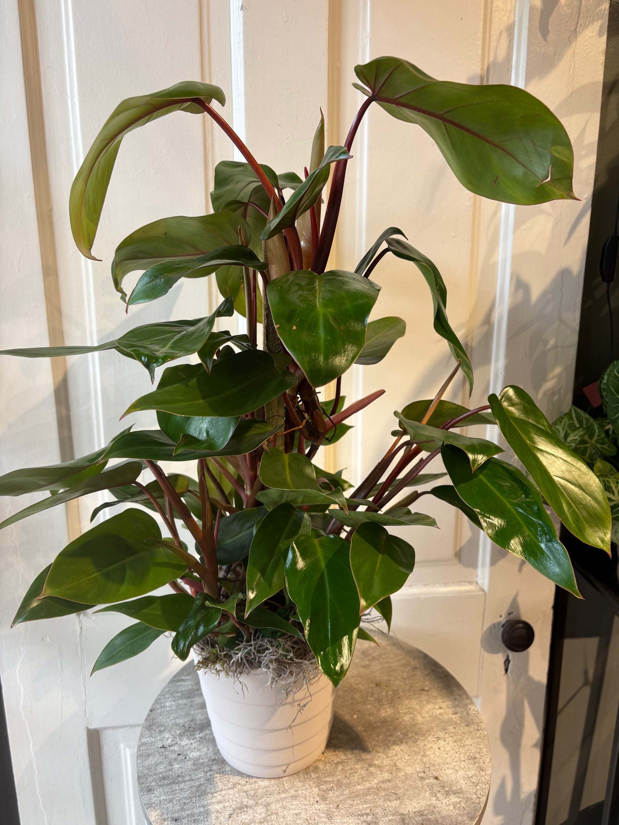 philodendron