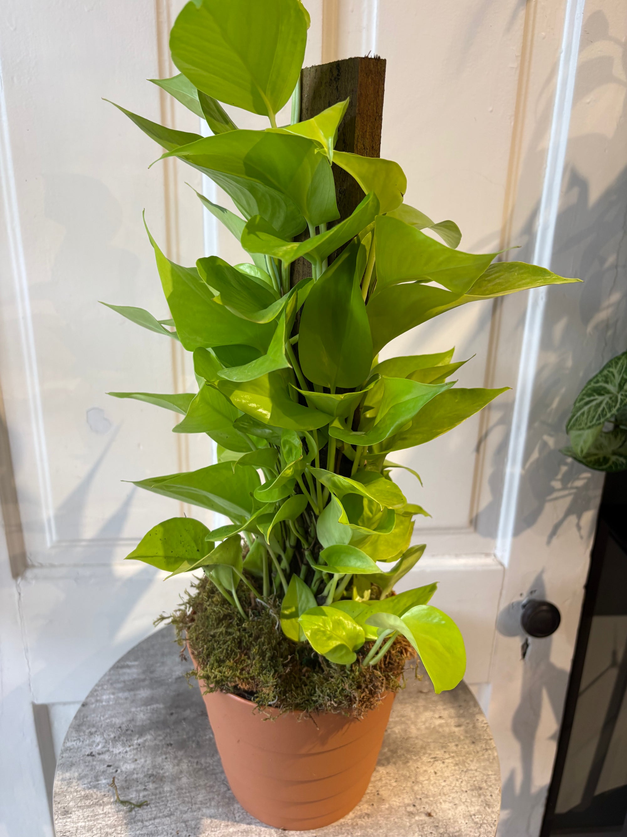 neon pothos