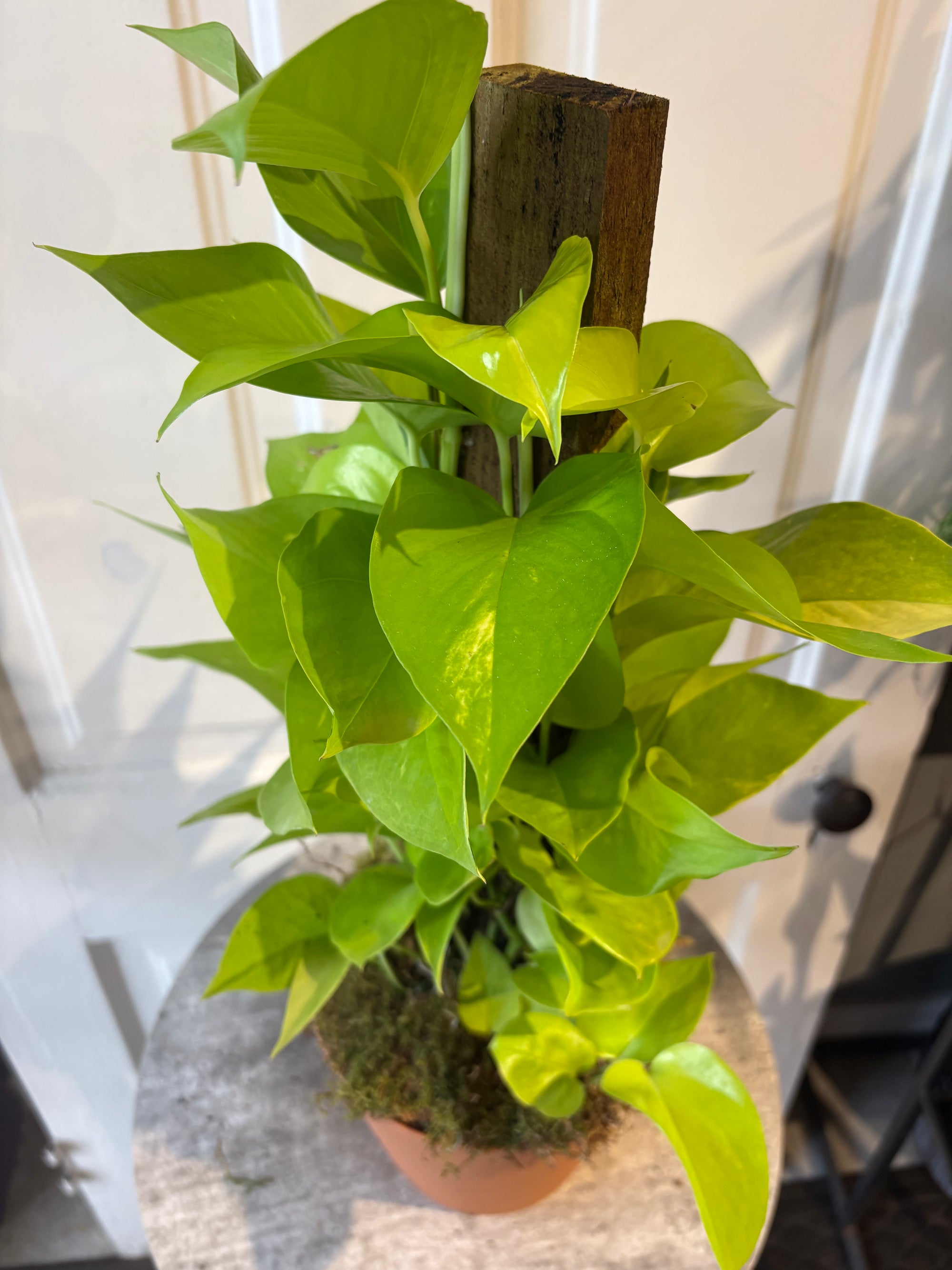 neon pothos