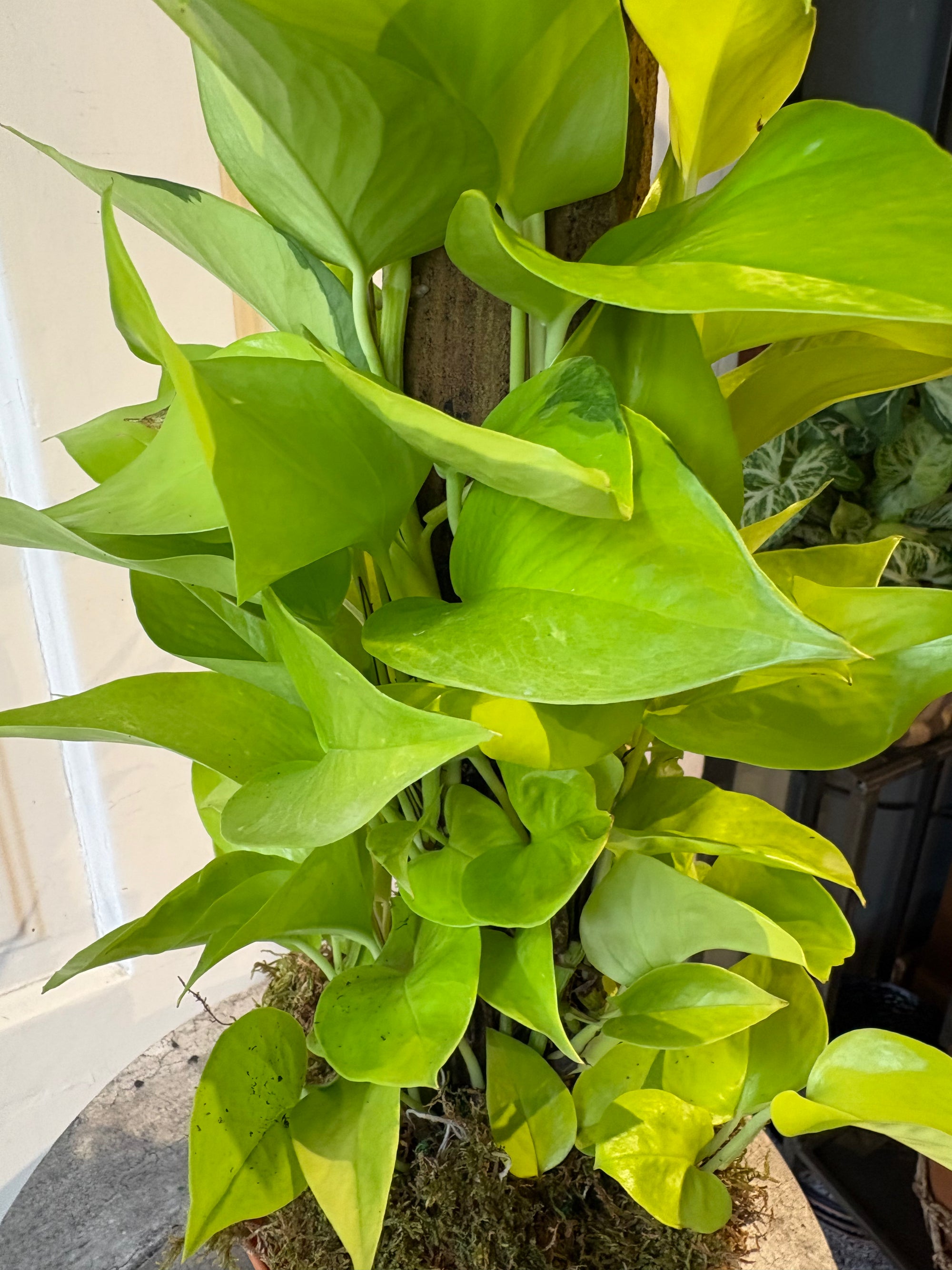neon pothos
