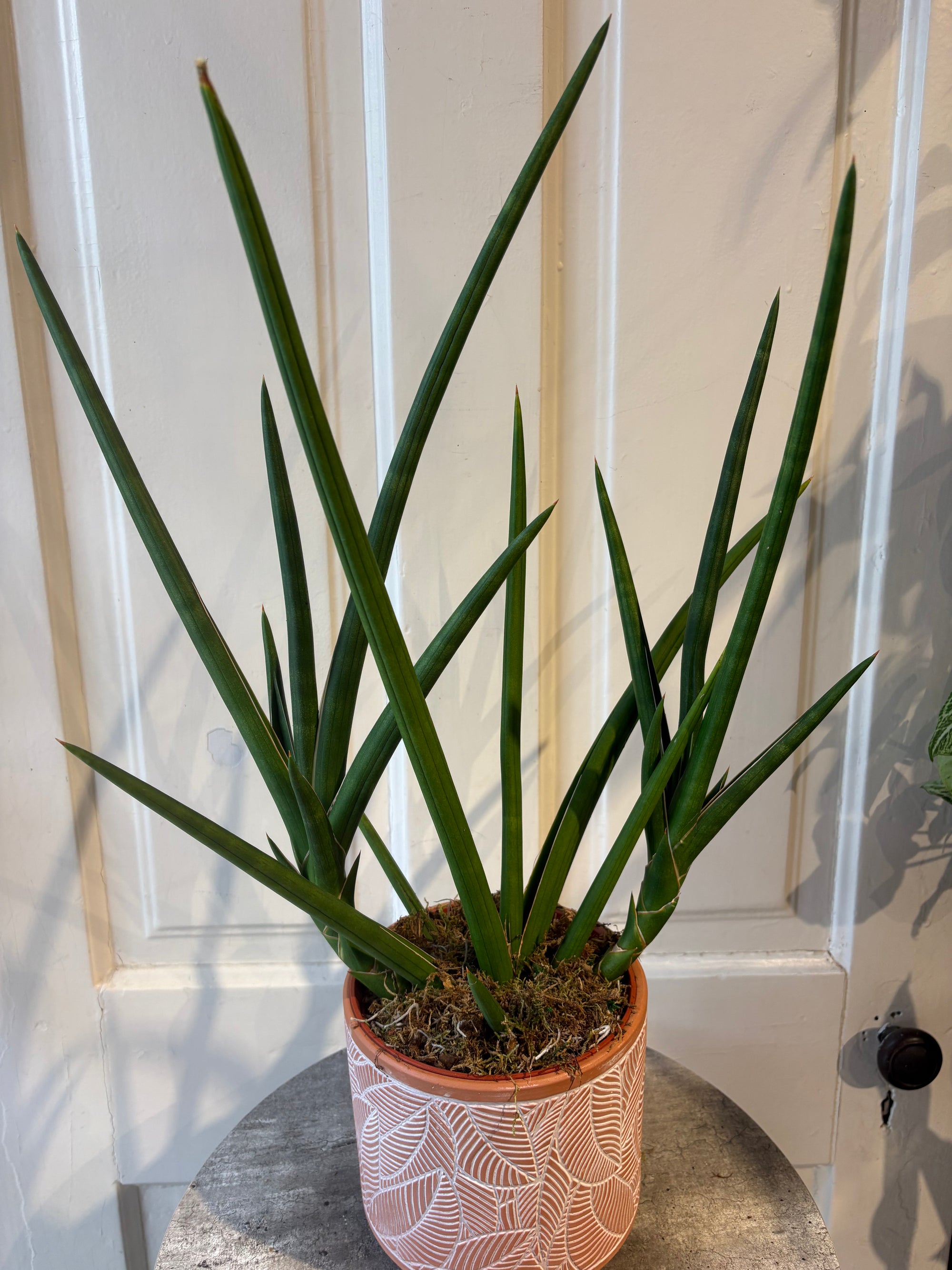sansevieria cylindrica
