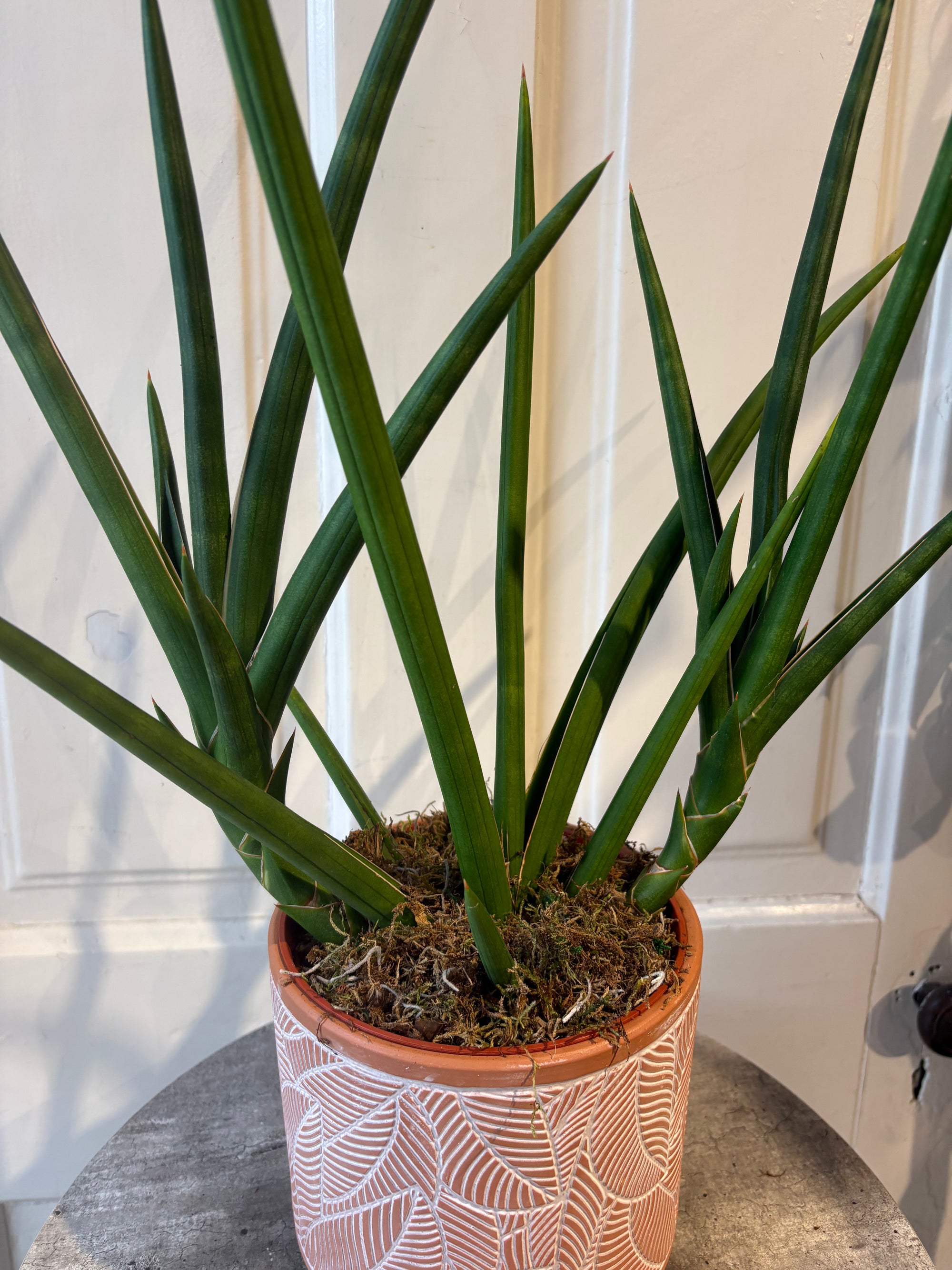 sansevieria cylindrica
