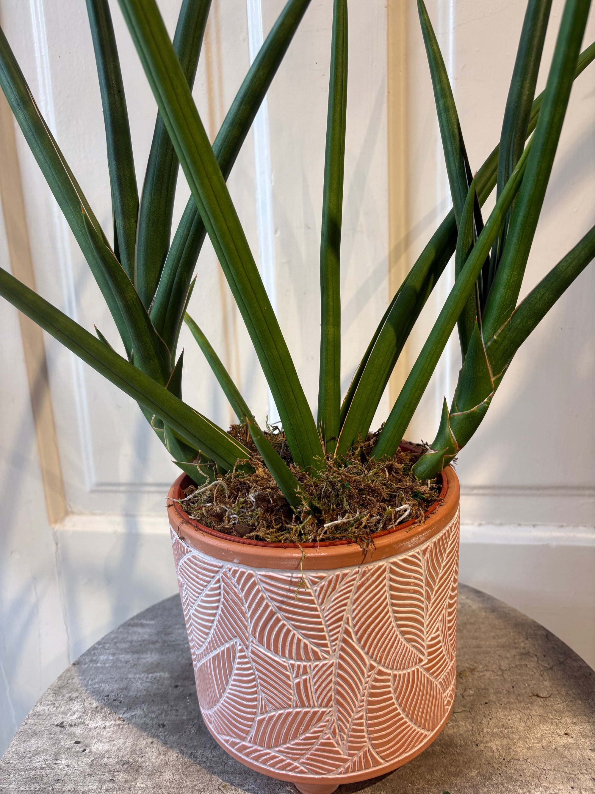 sansevieria cylindrica