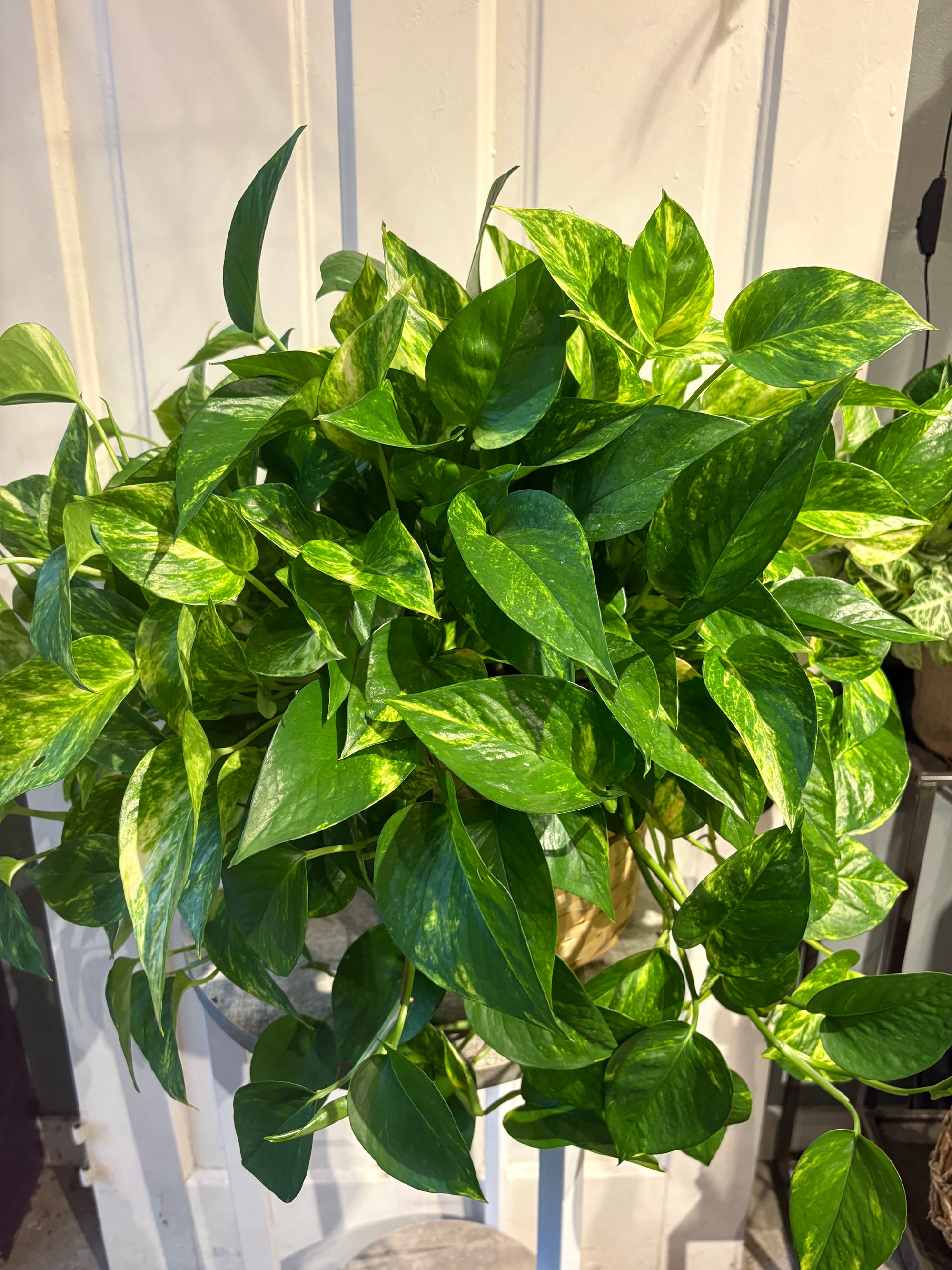 pothos vine marble queen