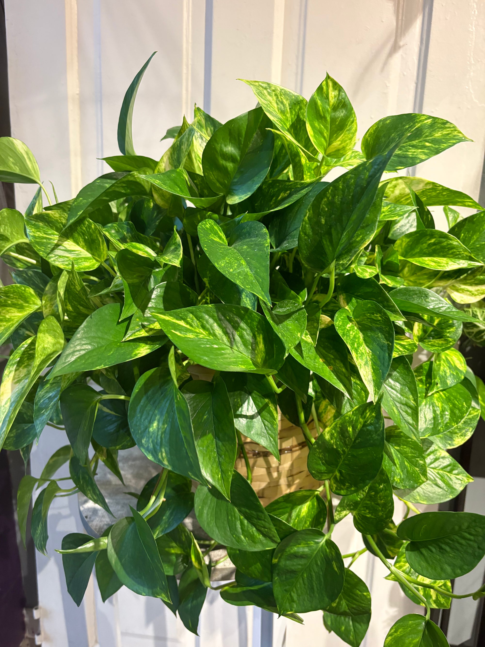 pothos vine marble queen