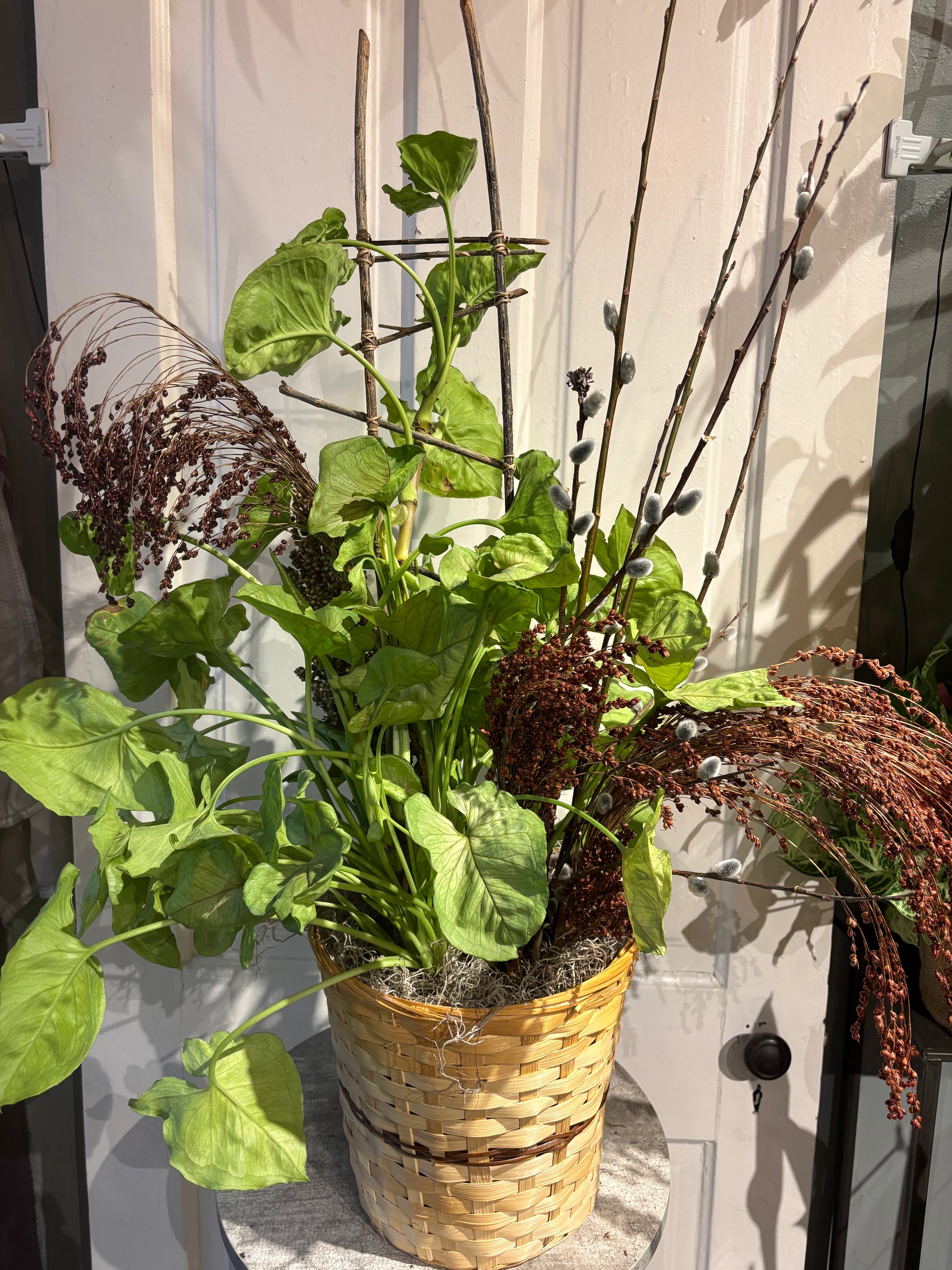 arrowhead vine plant basket
