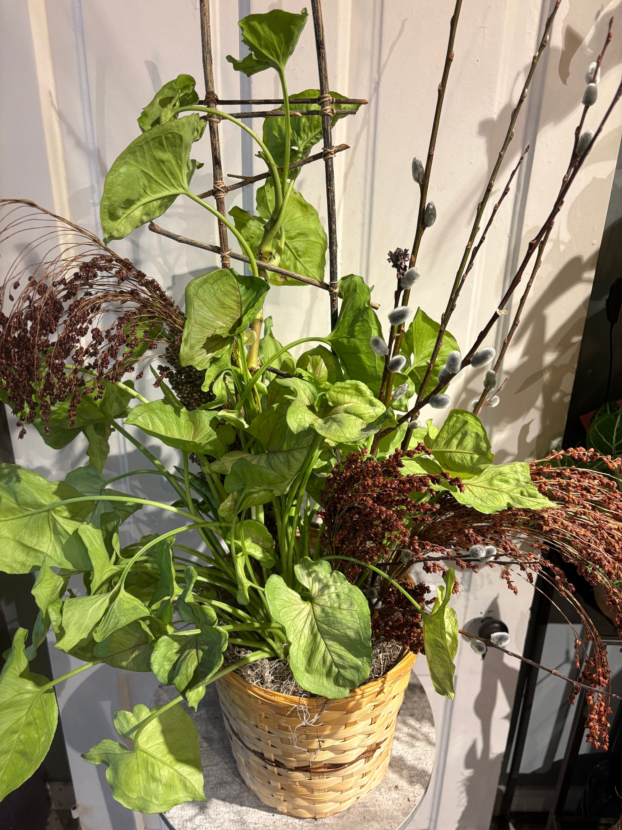 arrowhead vine plant basket