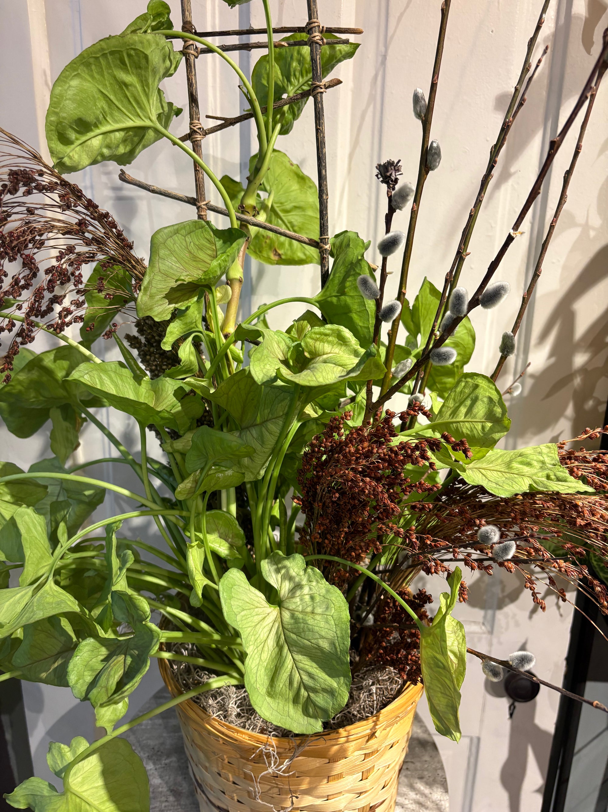 arrowhead vine plant basket