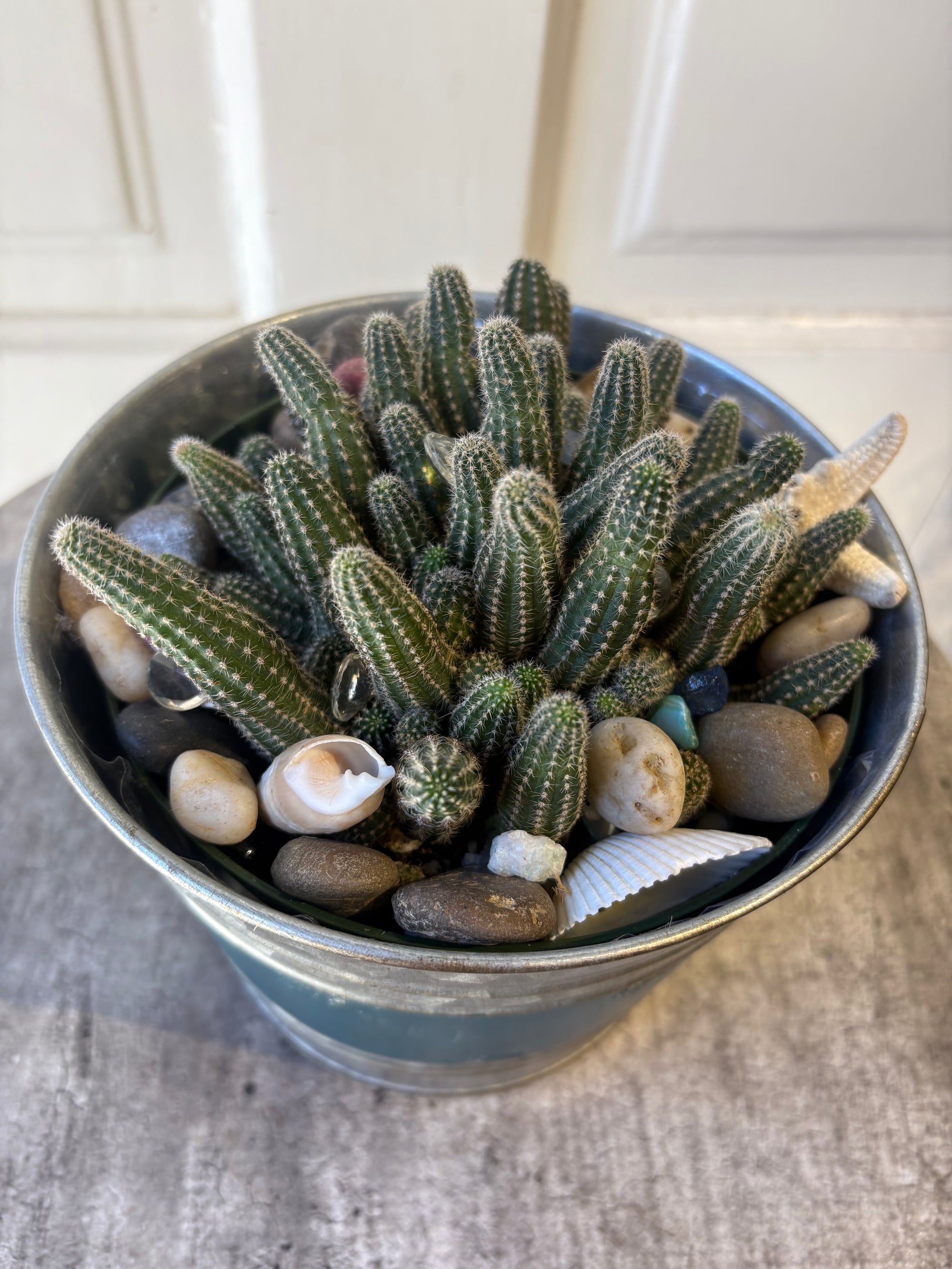 peanut plants