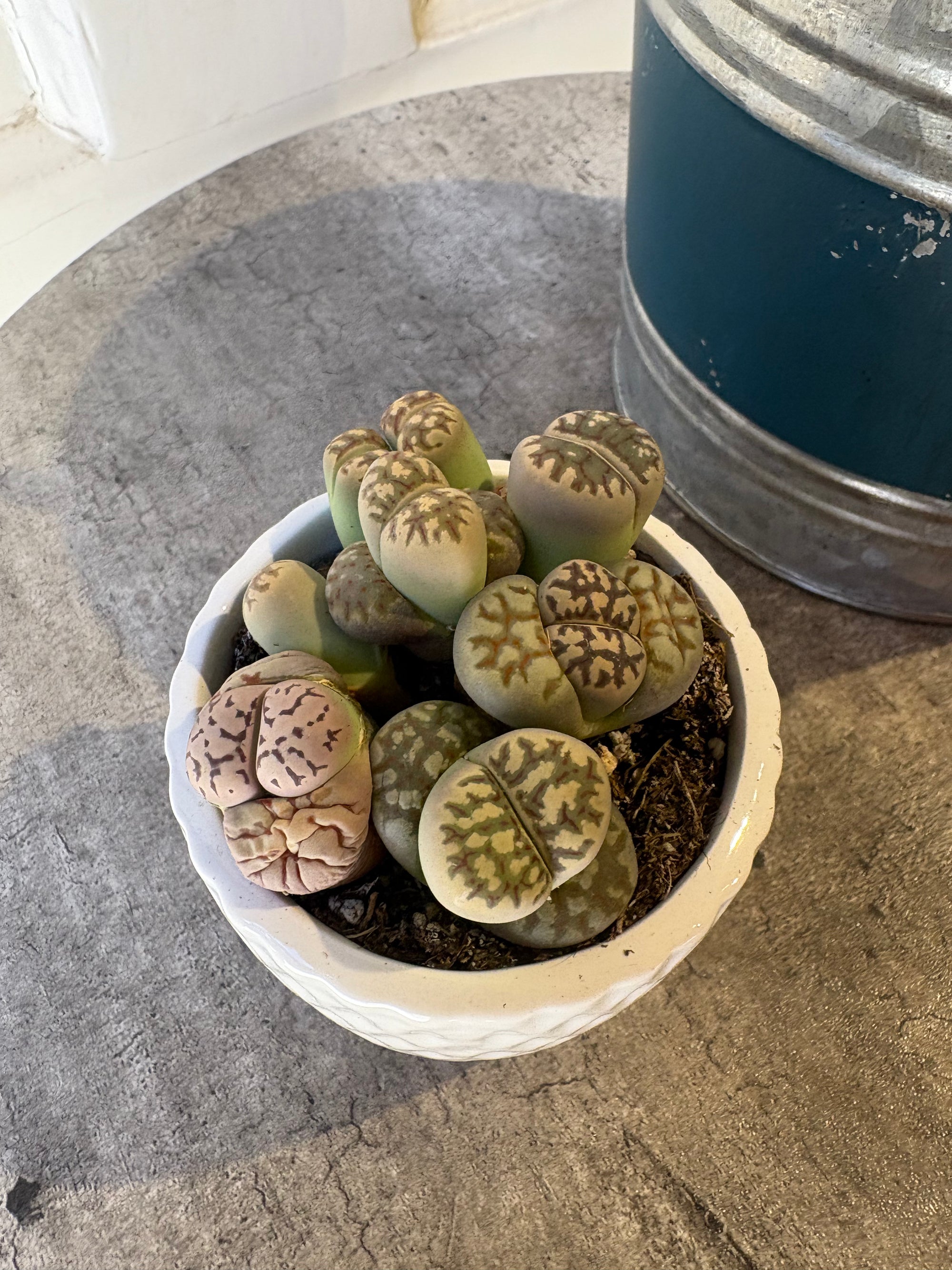 peanut plants