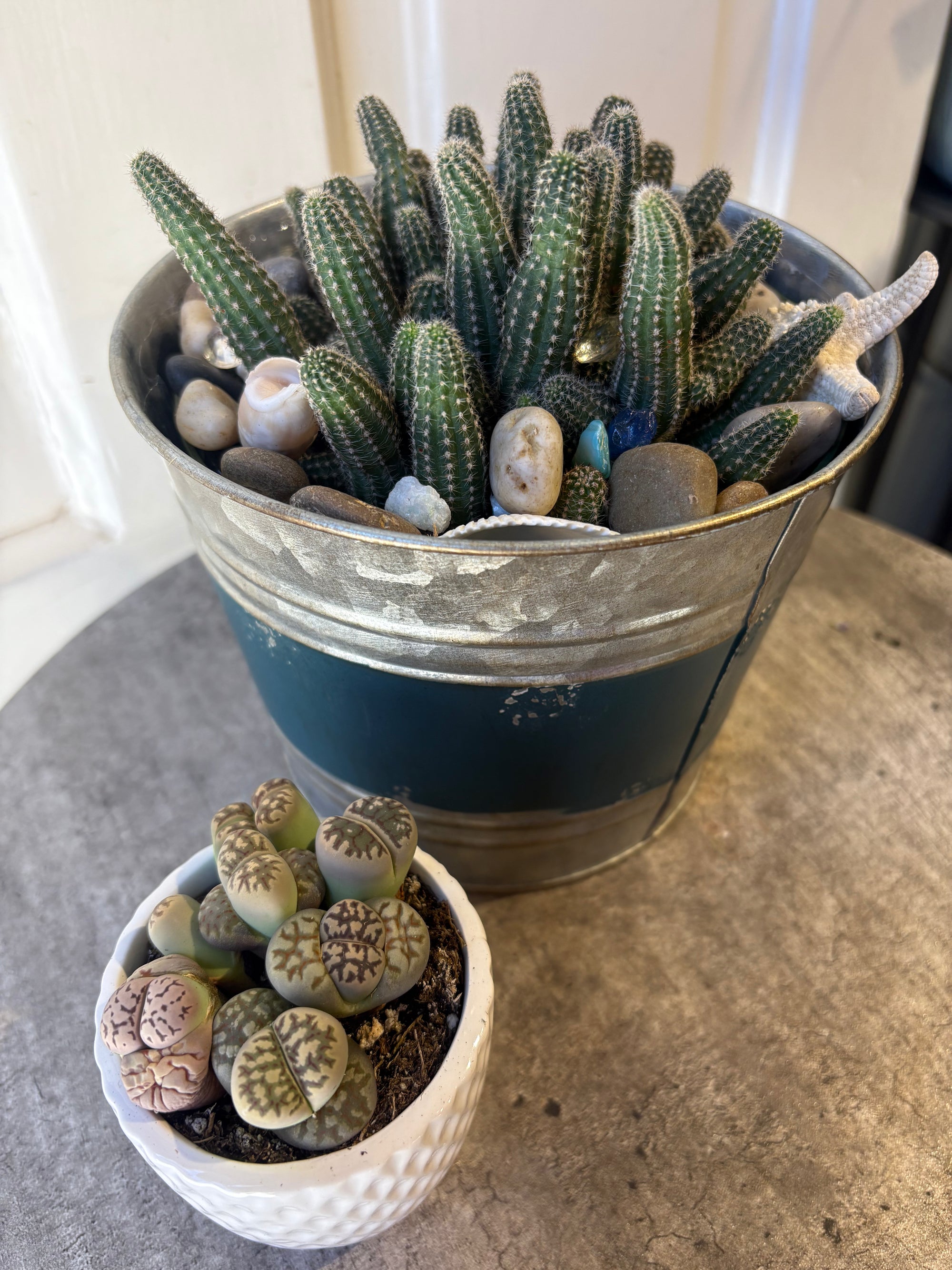 peanut plants