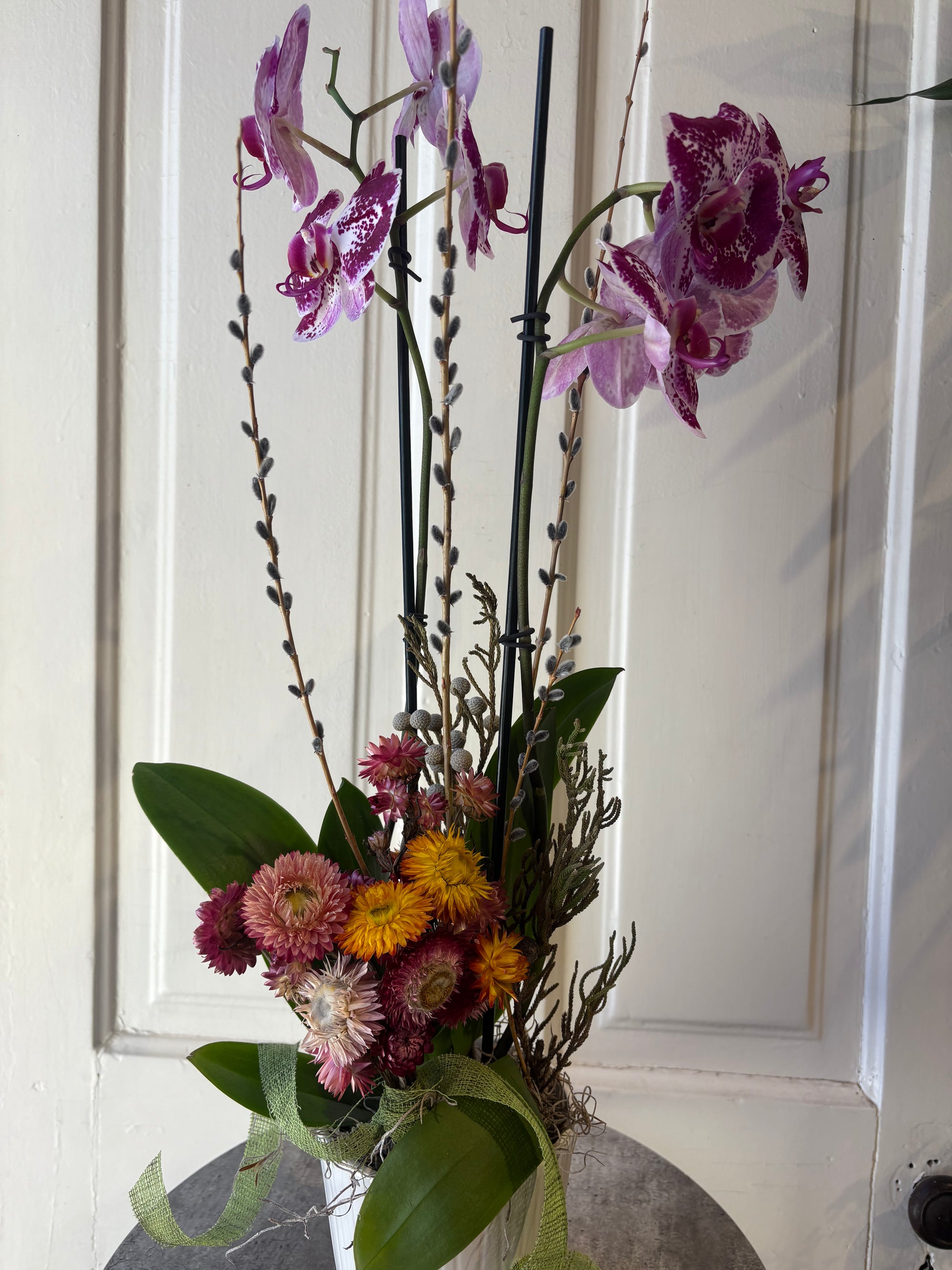 everlasting orchid