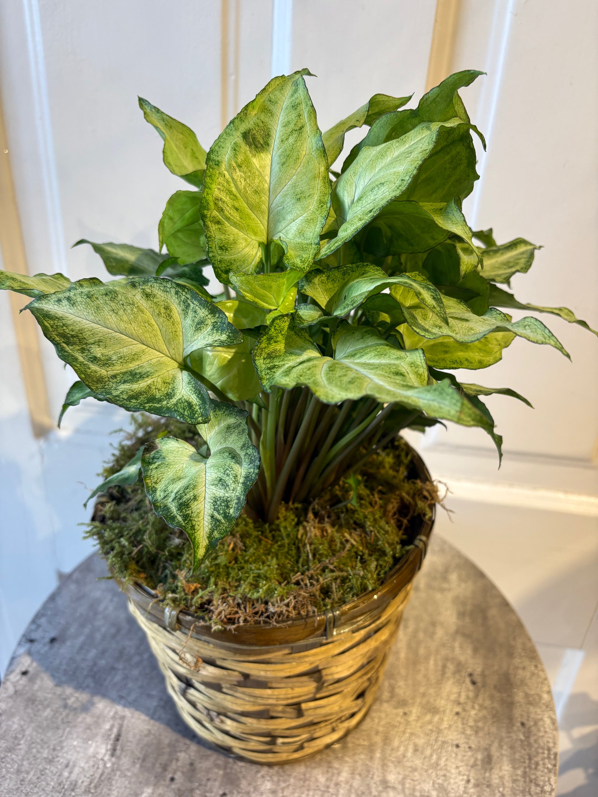arrowhead plant
