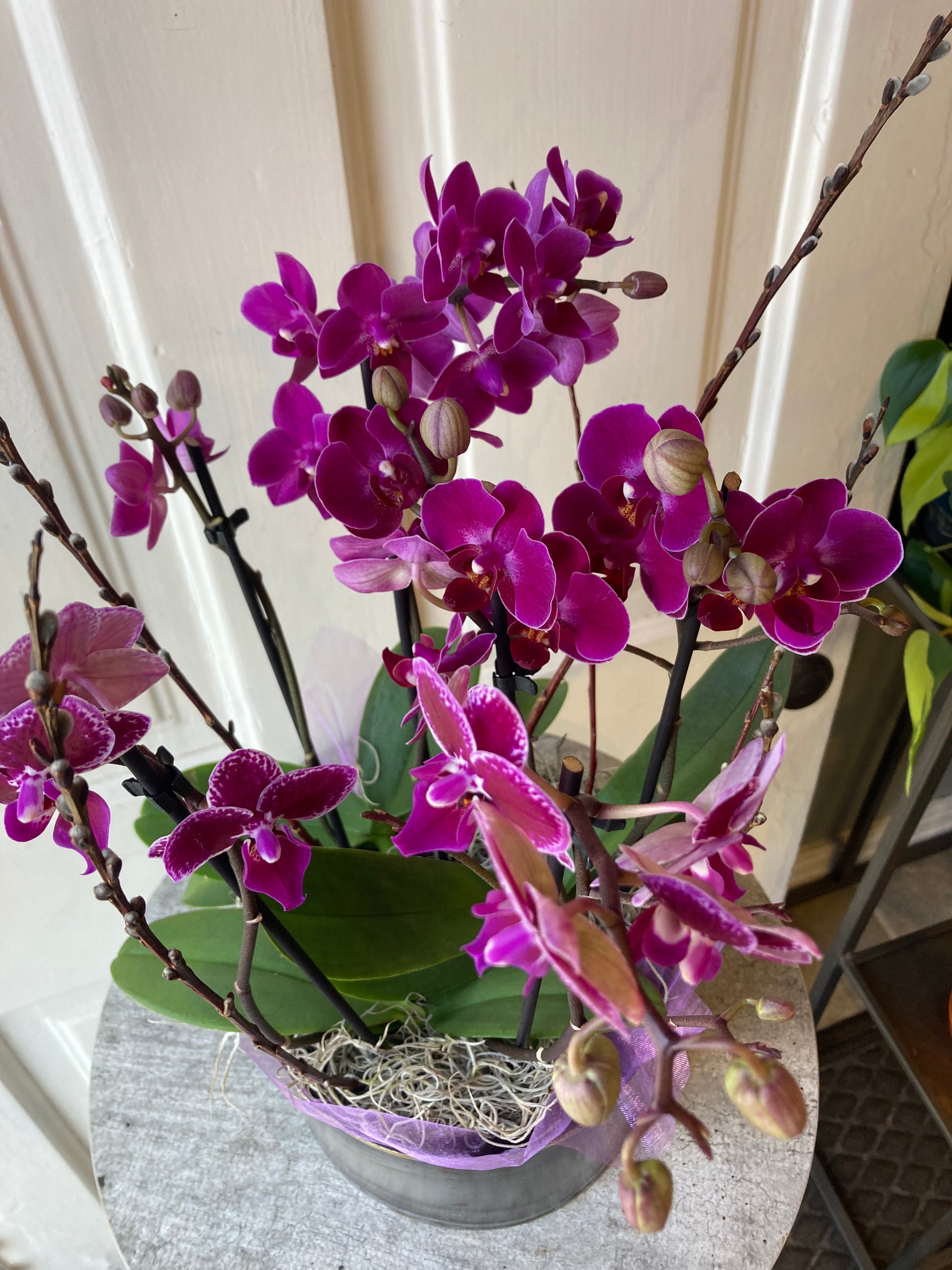 mini orchid trio