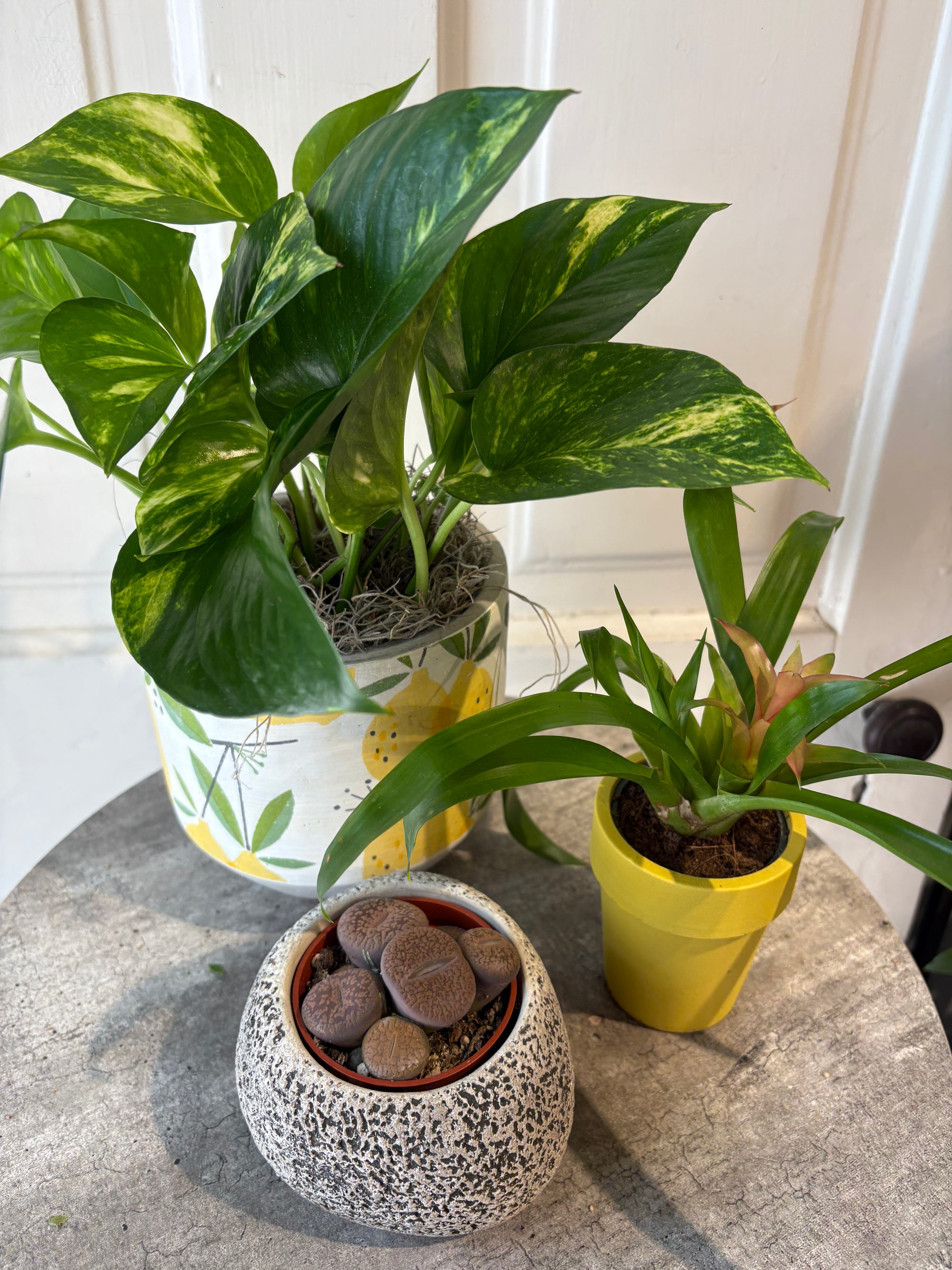 plant geek trio