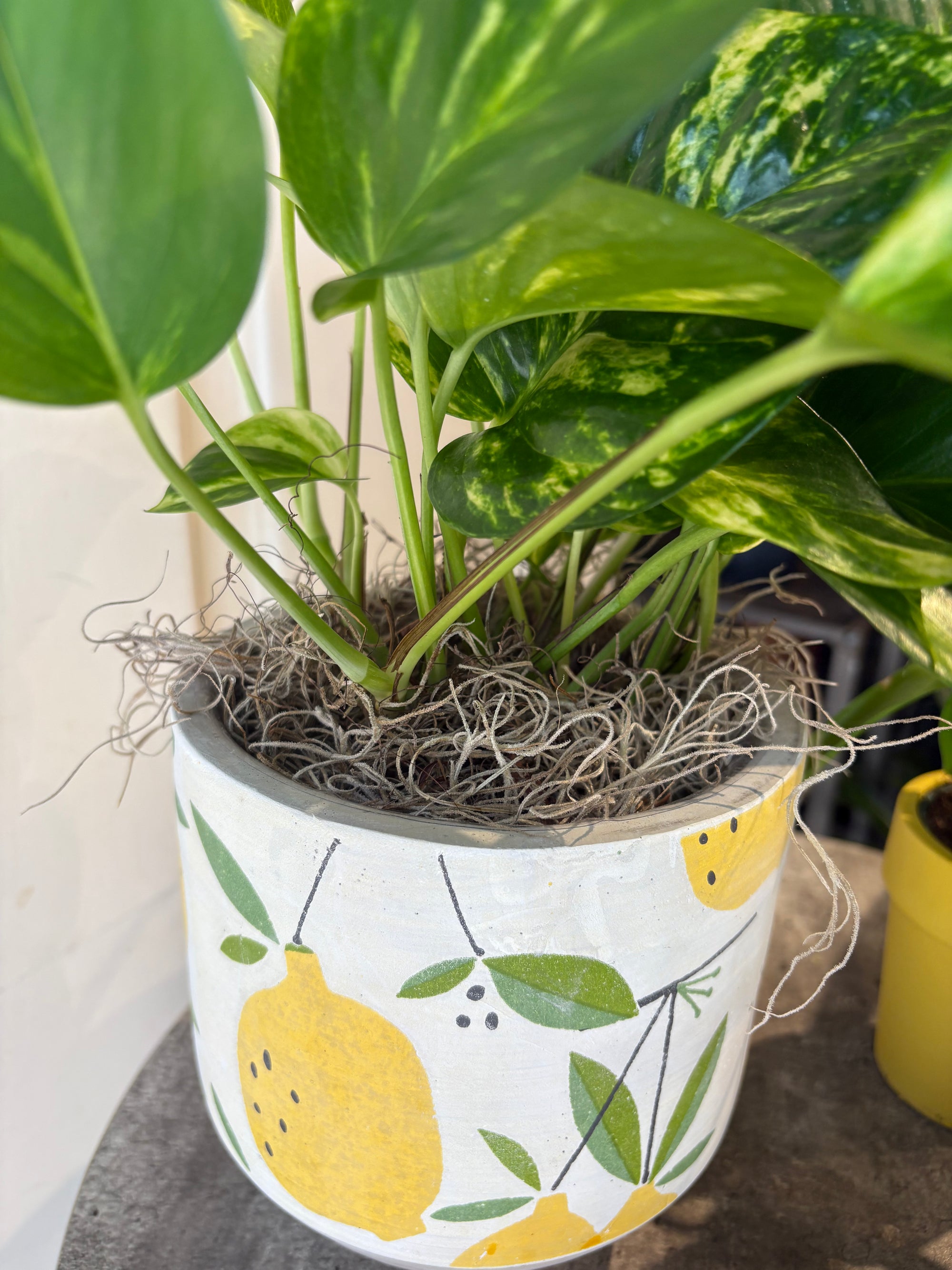 plant geek trio