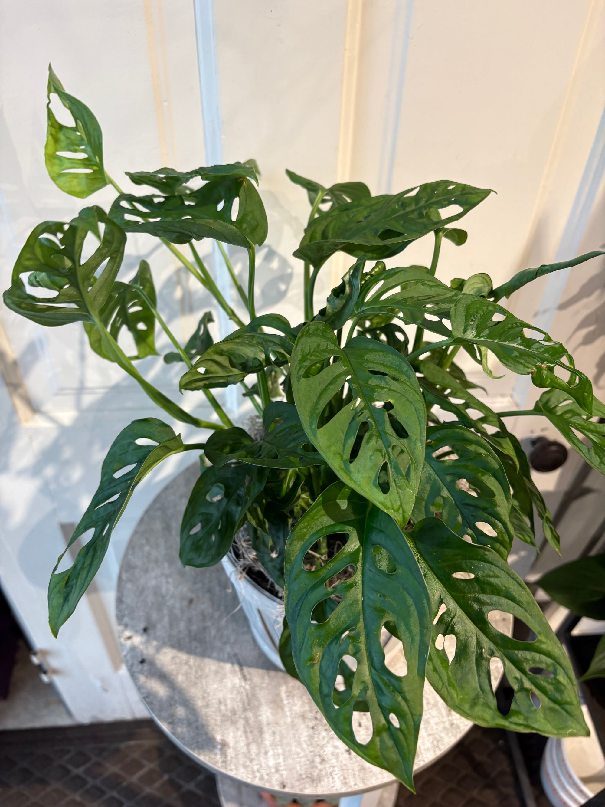 monstera swiss cheese vine