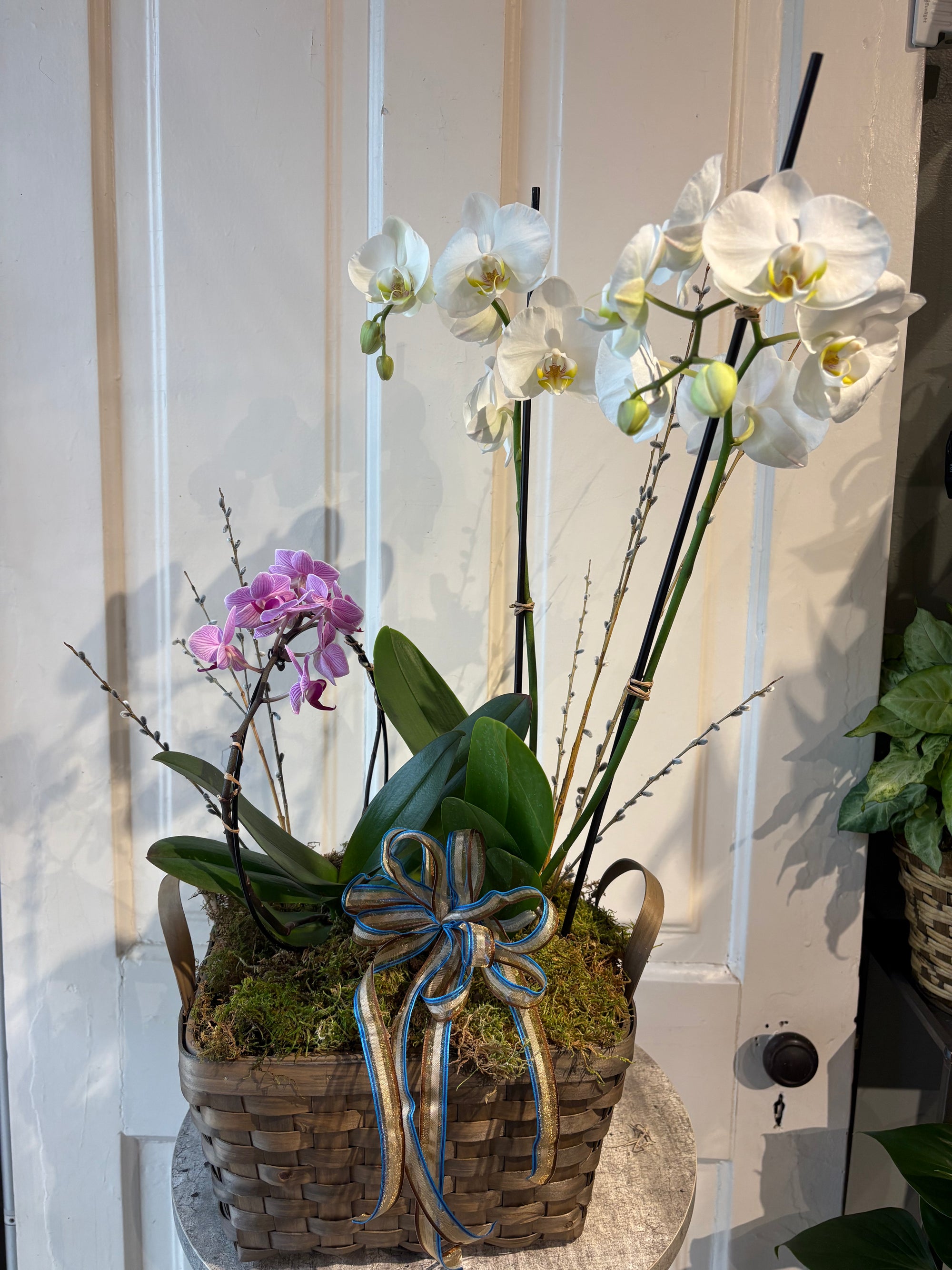 orchid basket