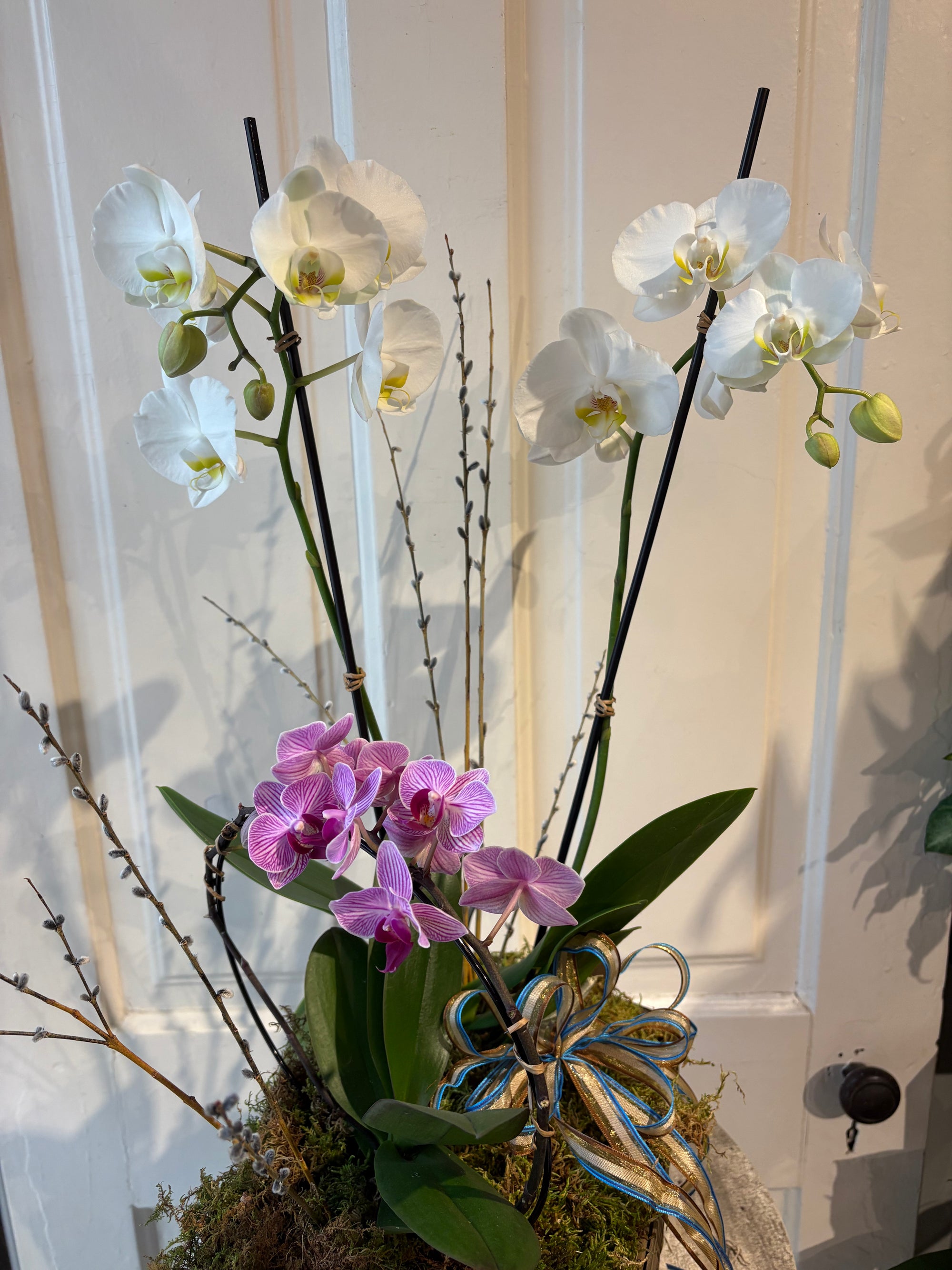 orchid basket