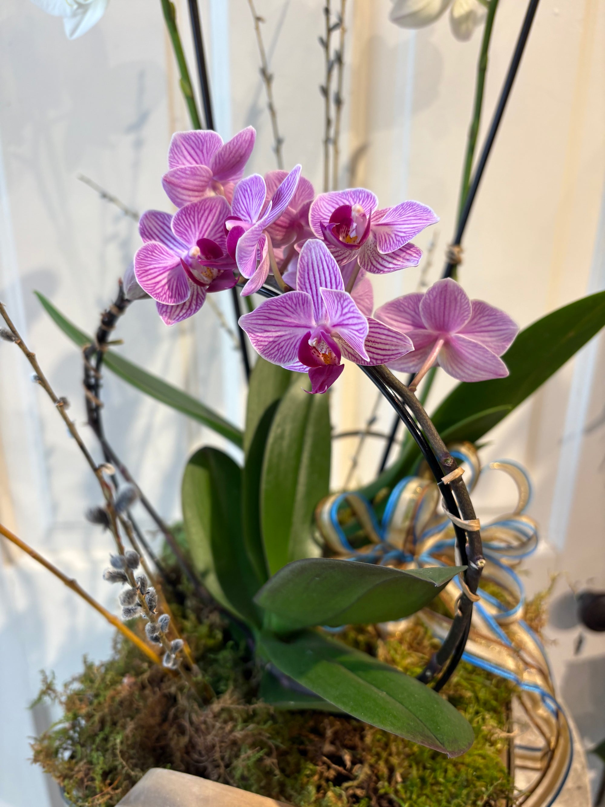 orchid basket