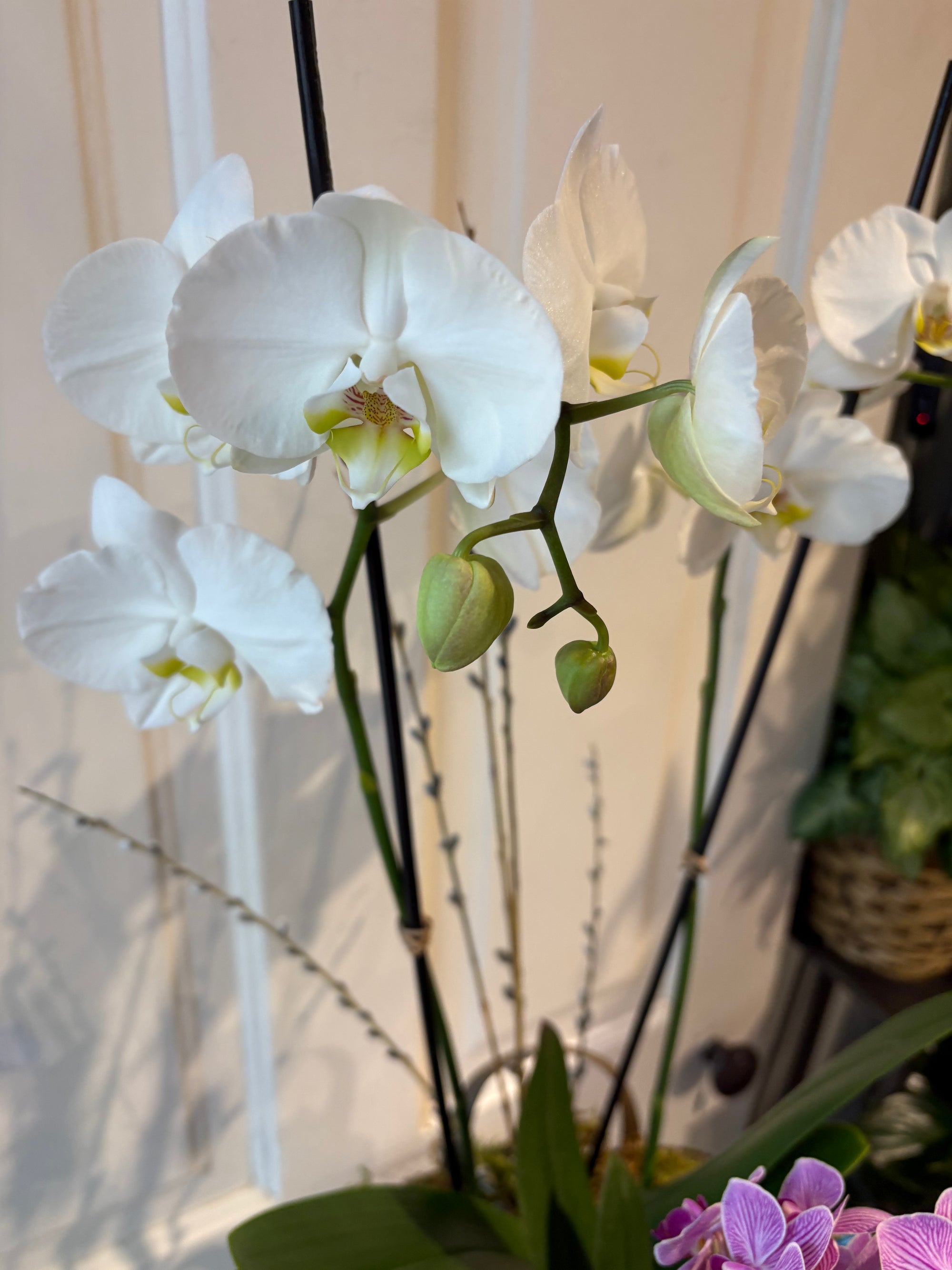 orchid basket