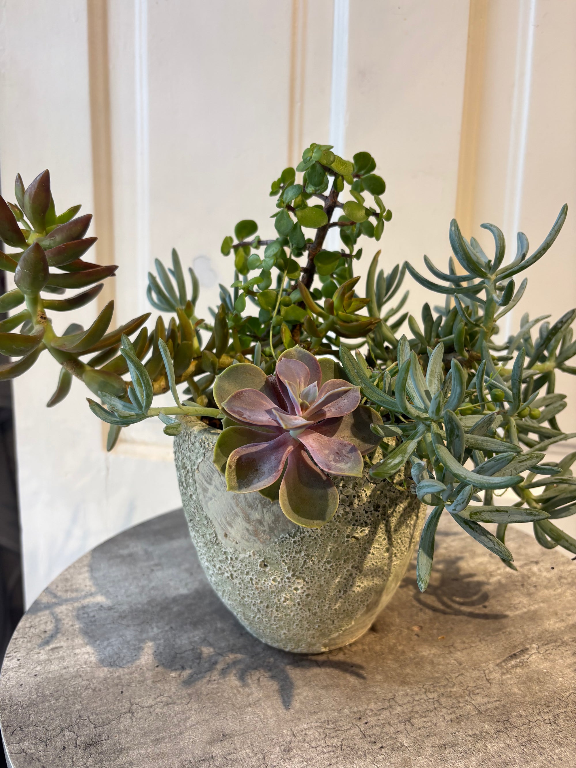 succulent garden