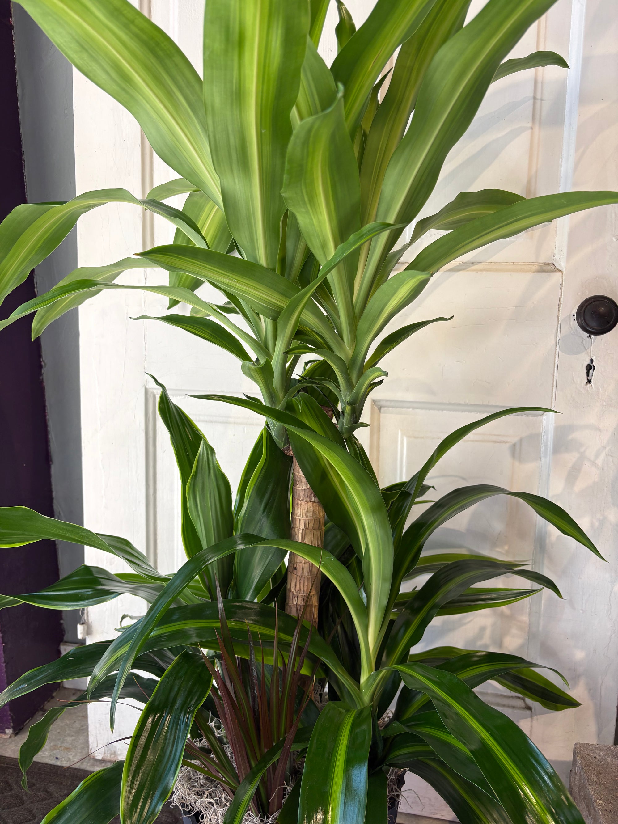 dracaena garden trio