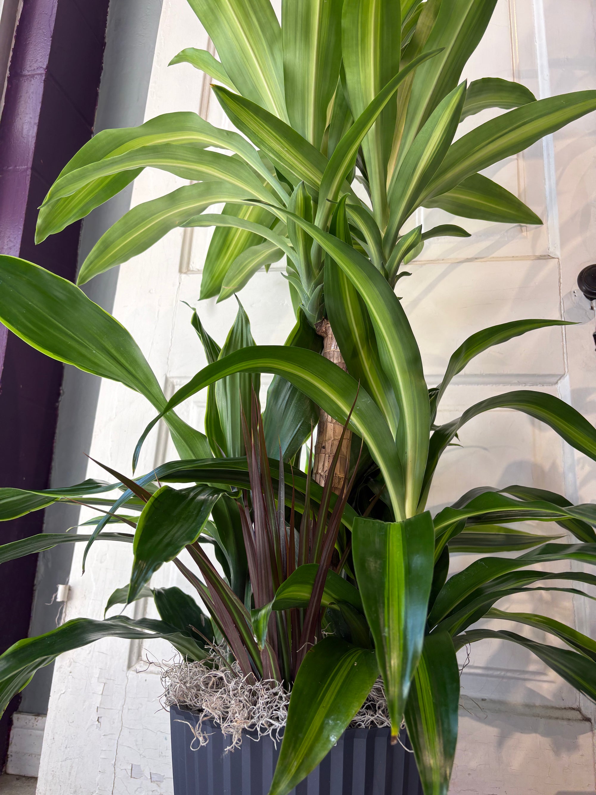 dracaena garden trio