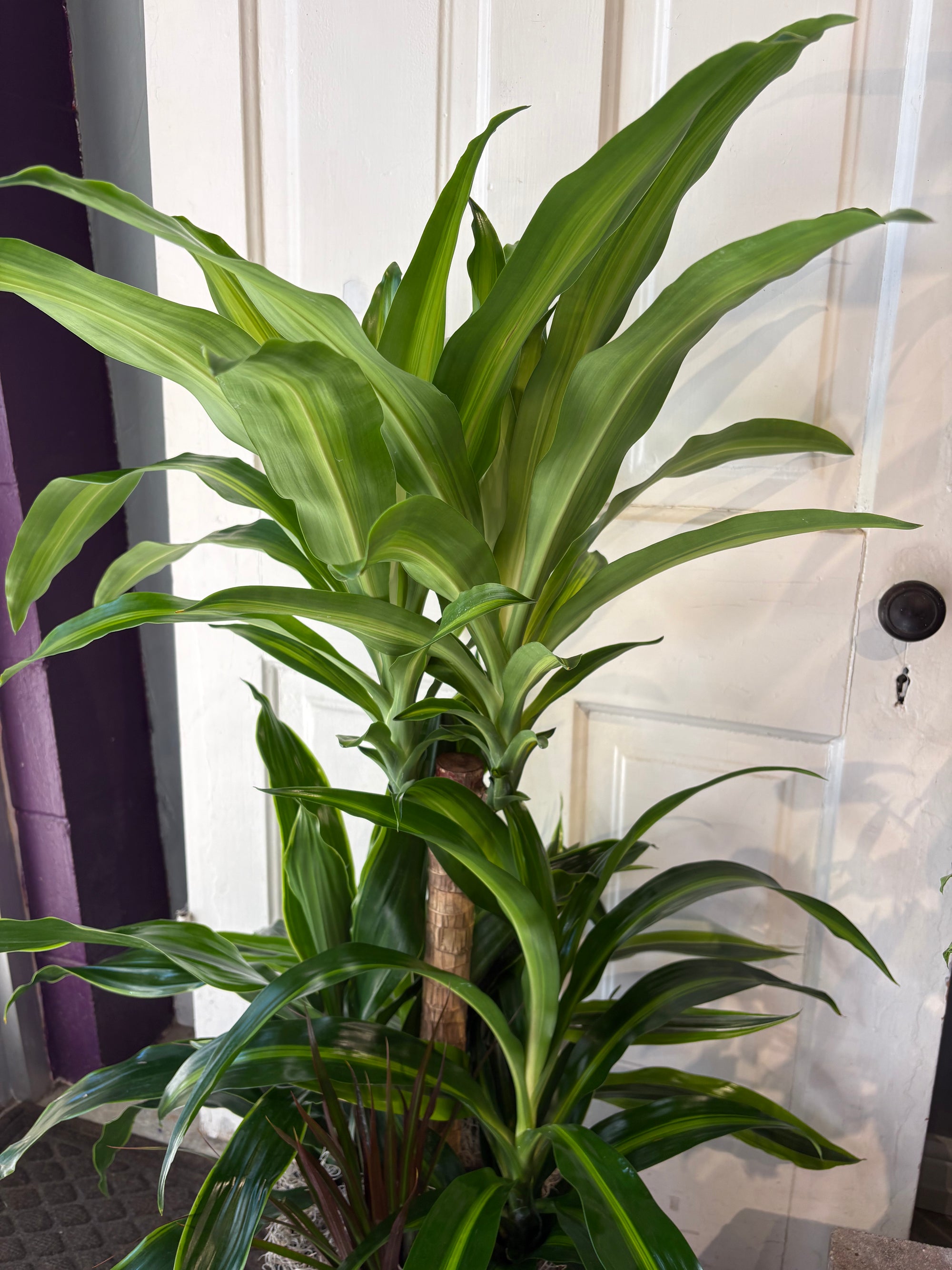 dracaena garden trio
