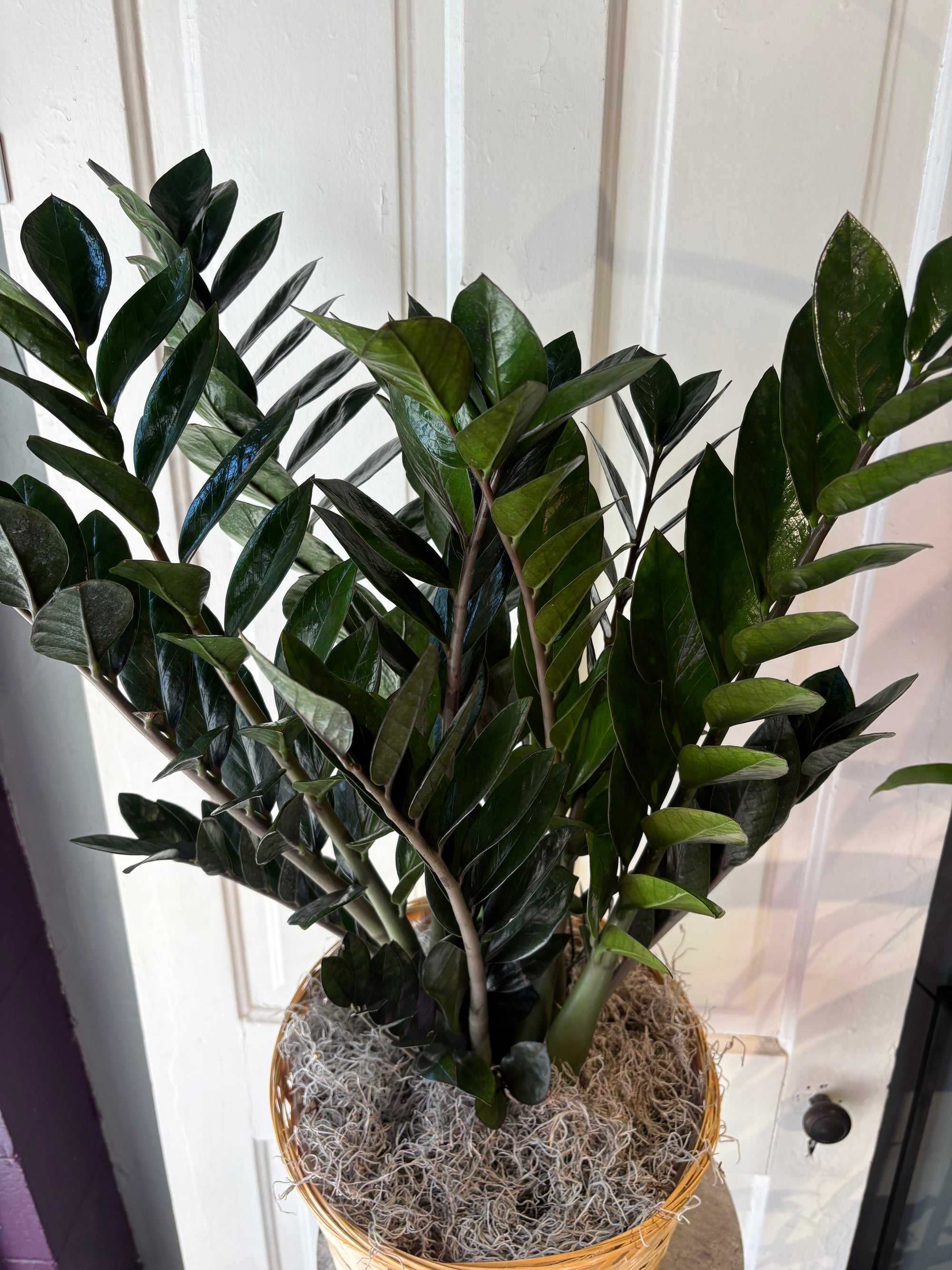 XL zz plant