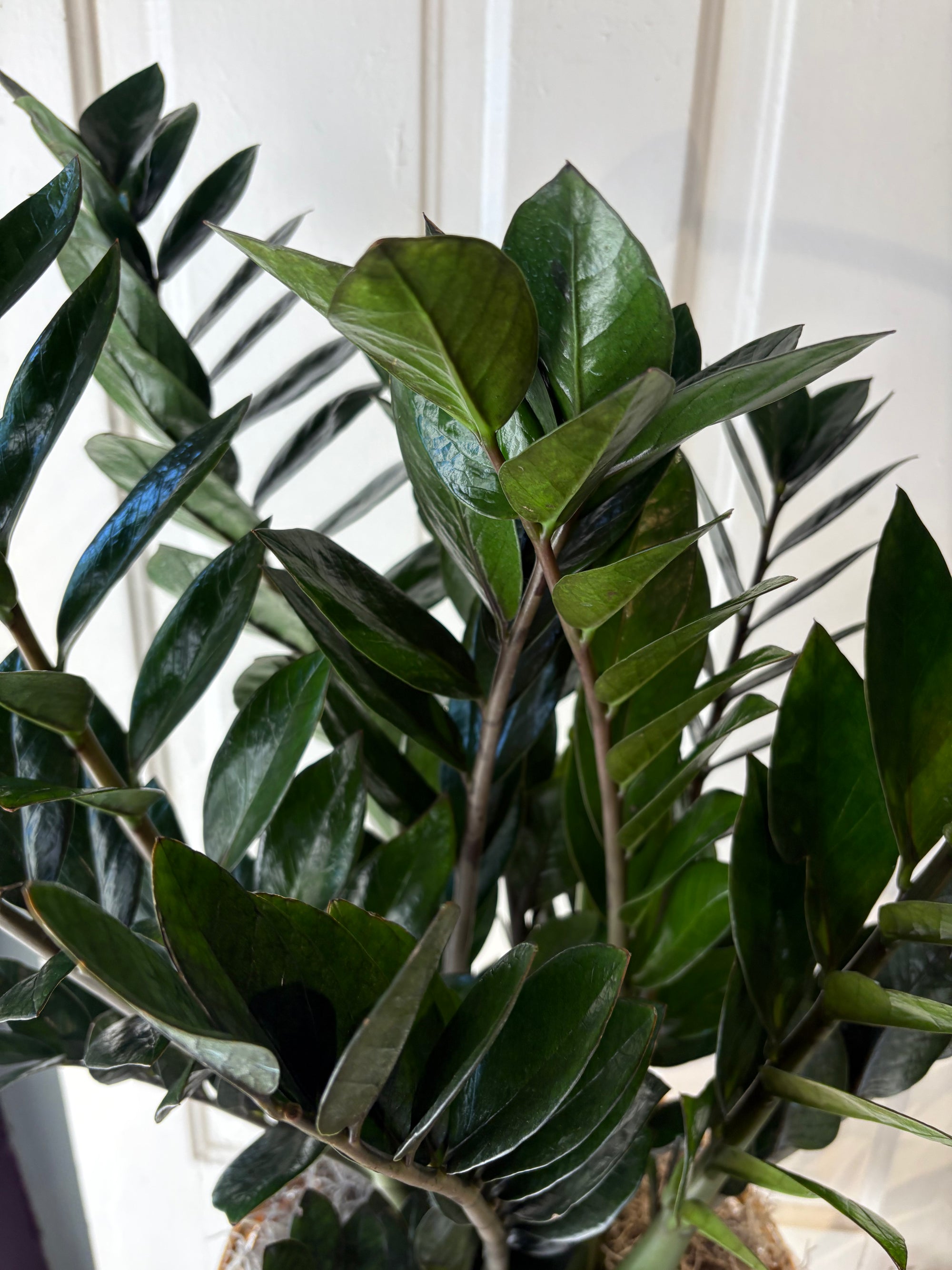 XL zz plant