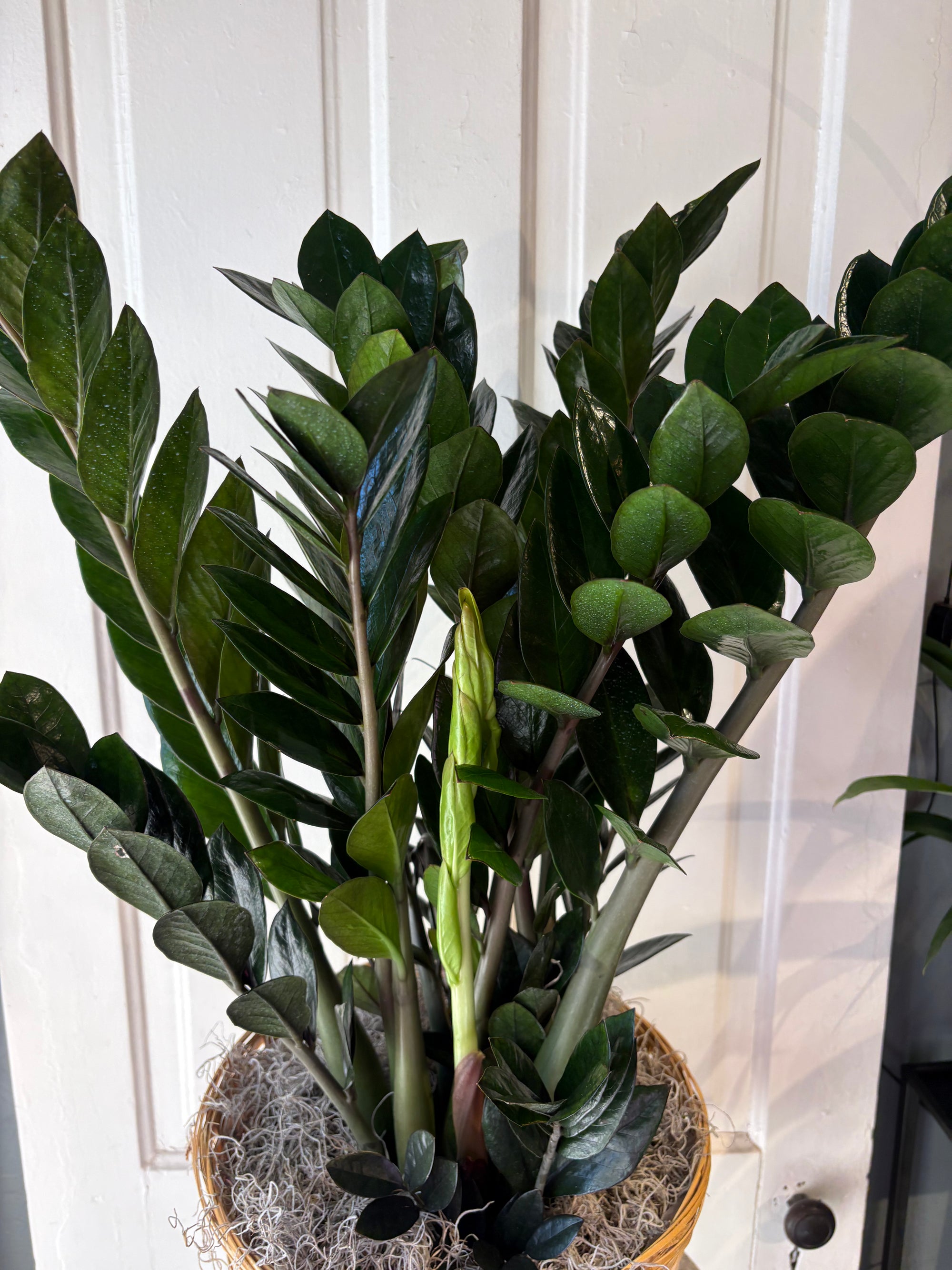 XL zz plant