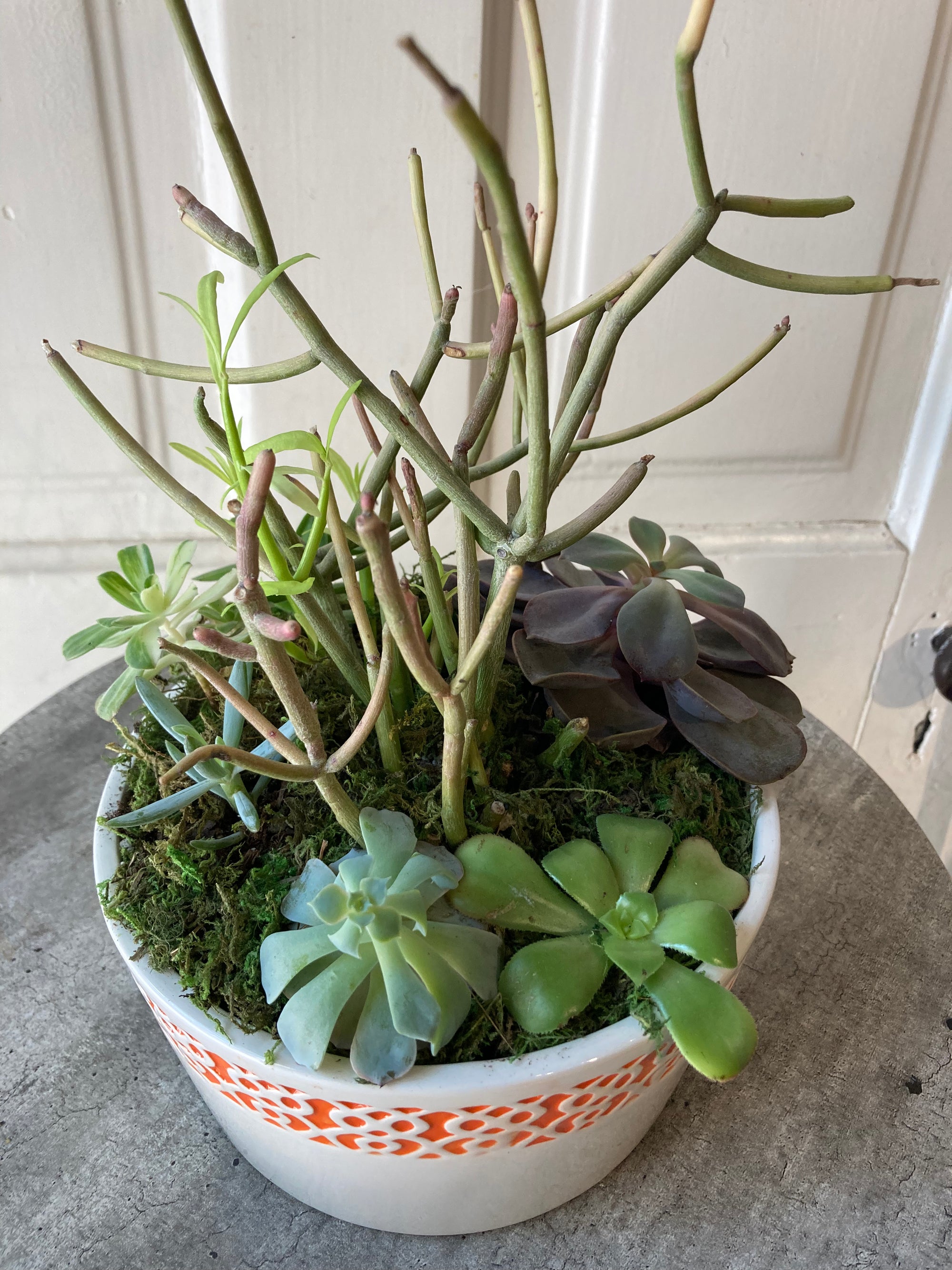 succulent dish garden